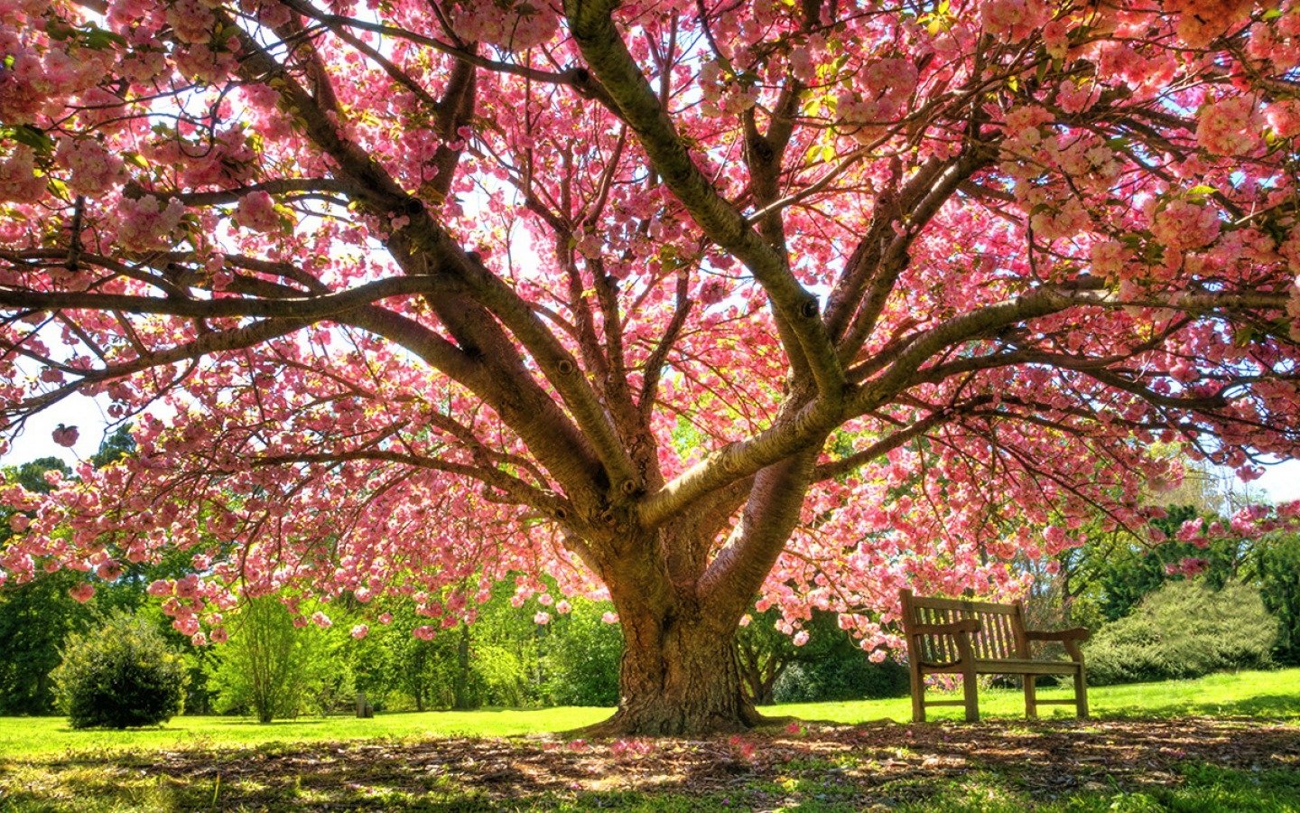 Bench under Blossoming Spring Tree Wallpaper and Background Imagex900