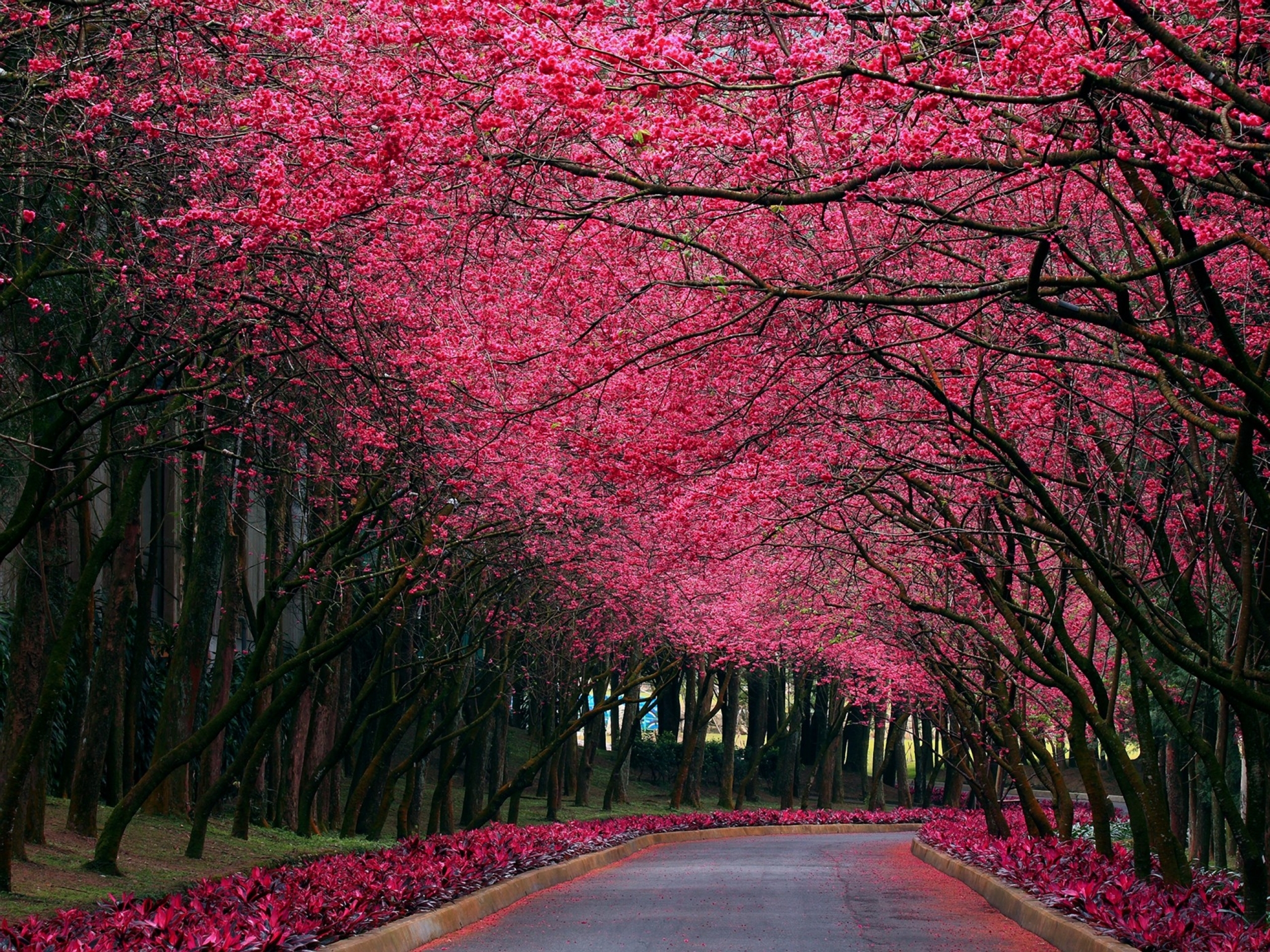 Pink Trees & Road Spring Time wallpaper. Pink Trees & Road Spring Time