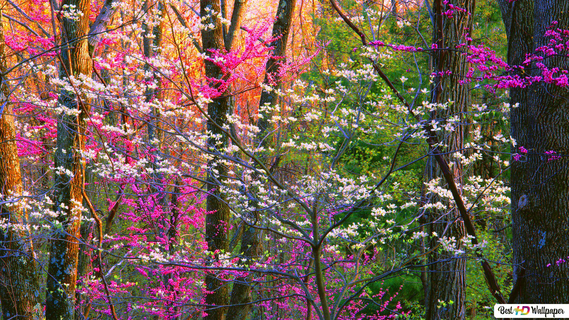 Color Flowers of the forest on Spring time HD wallpaper download