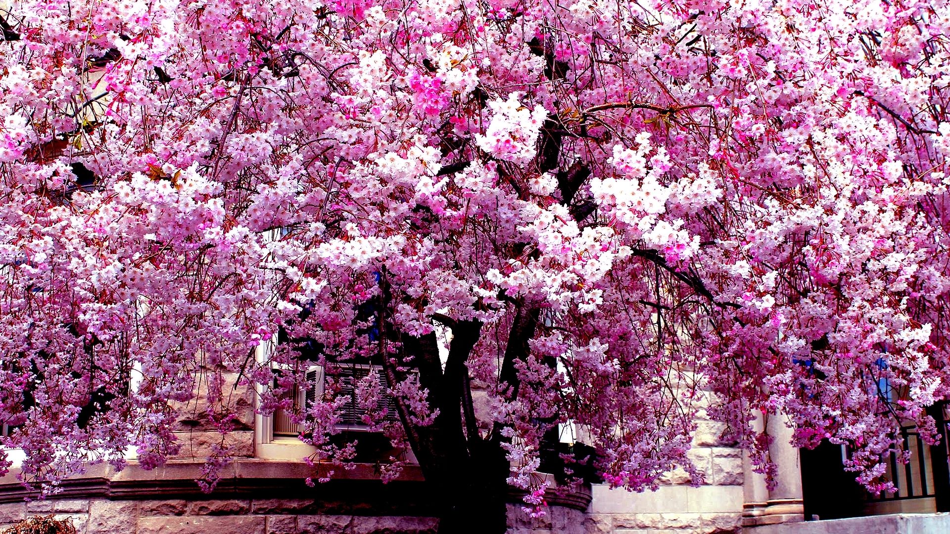 Spring Trees Wallpaper, HD Spring Trees Background on WallpaperBat