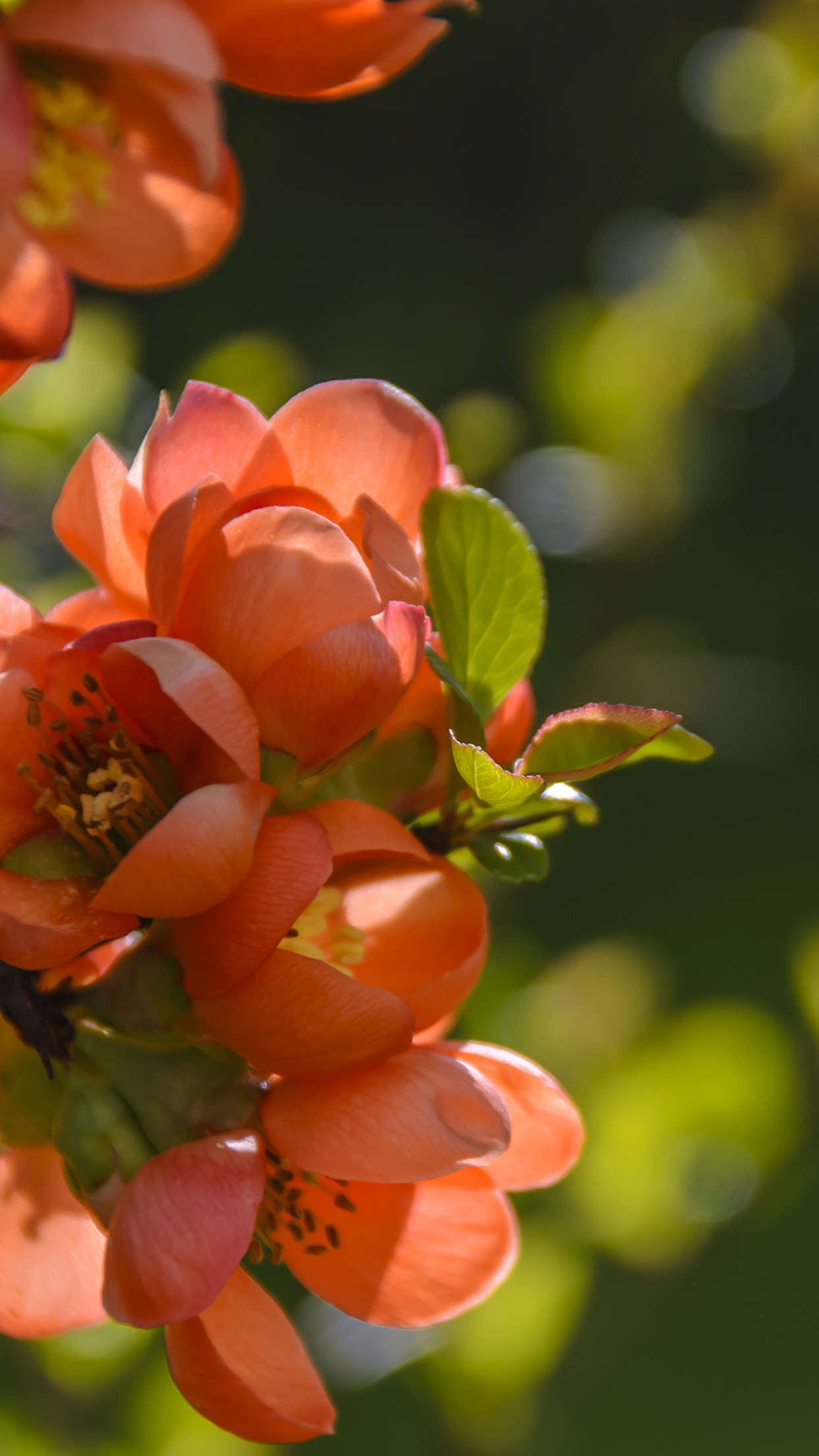 iPhone X wallpaper. spring flower tree orange nature