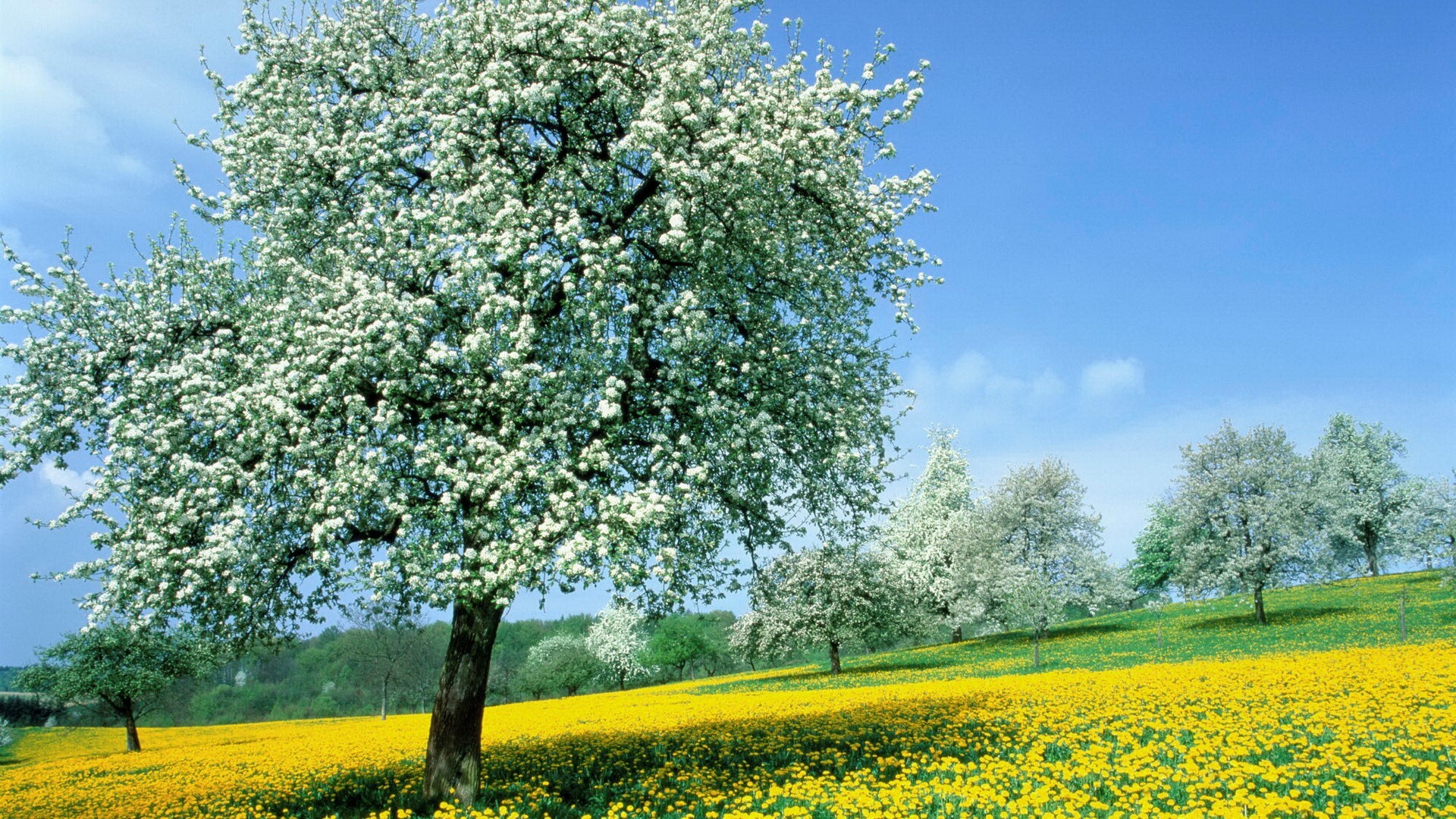 Spring Tree Free HD Wallpaper Download