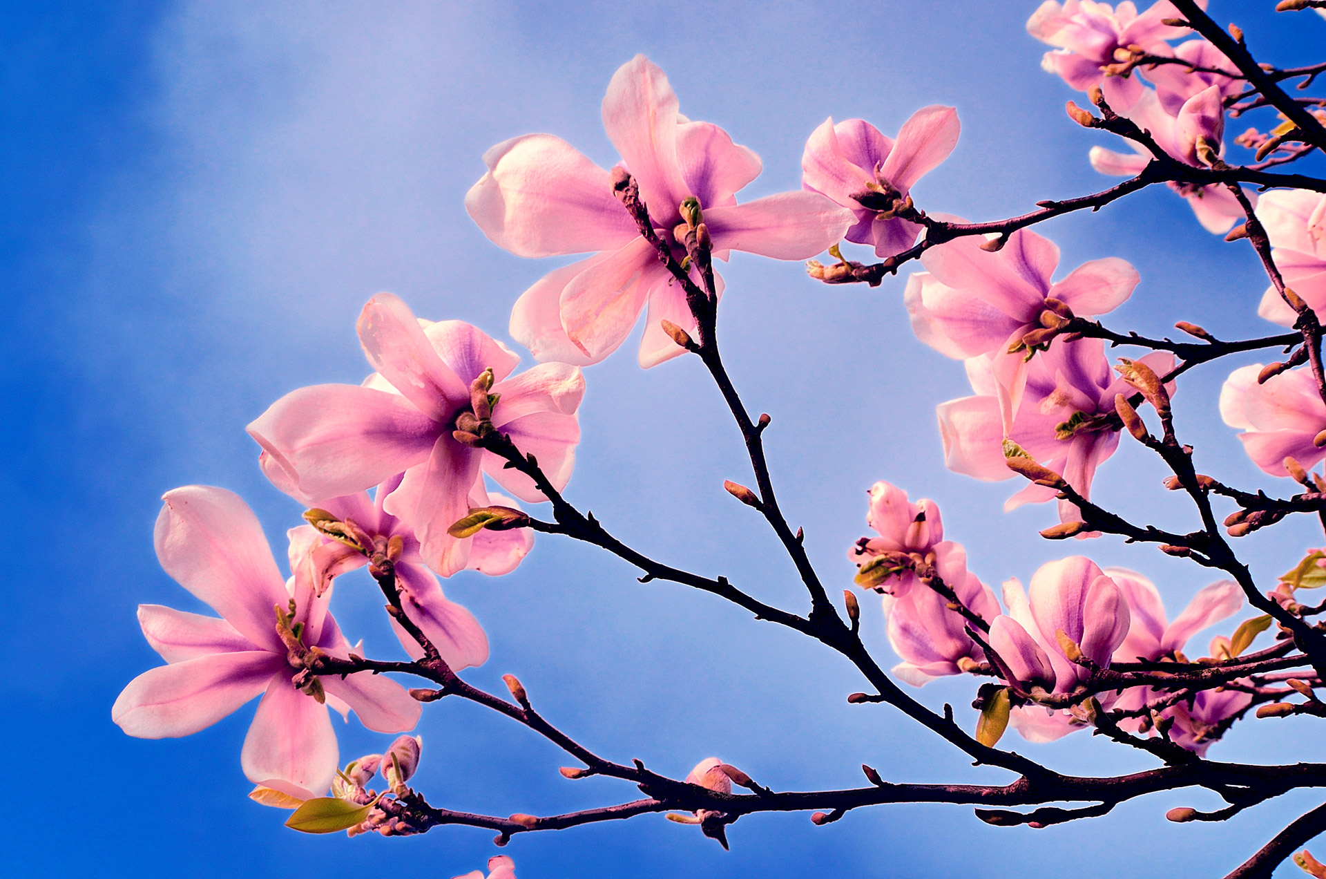 Free photo: Spring tree, Blossoms, Colorful