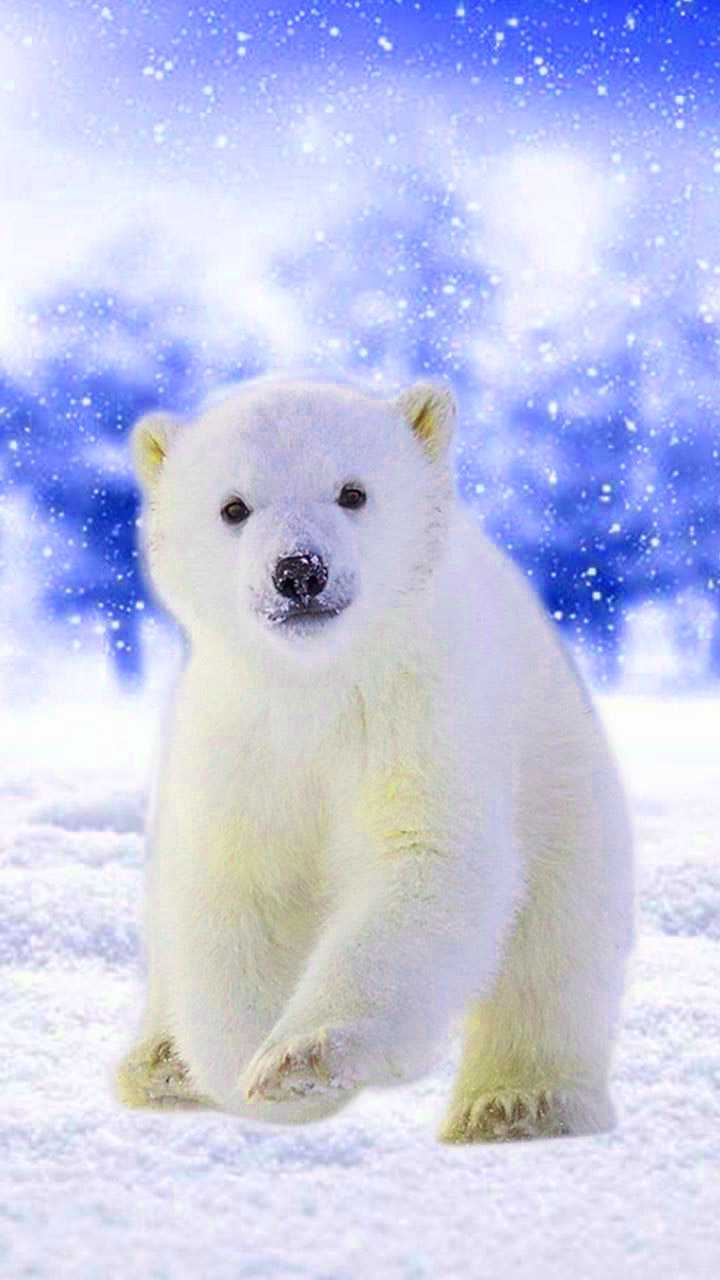 cute baby polar bears wallpaper