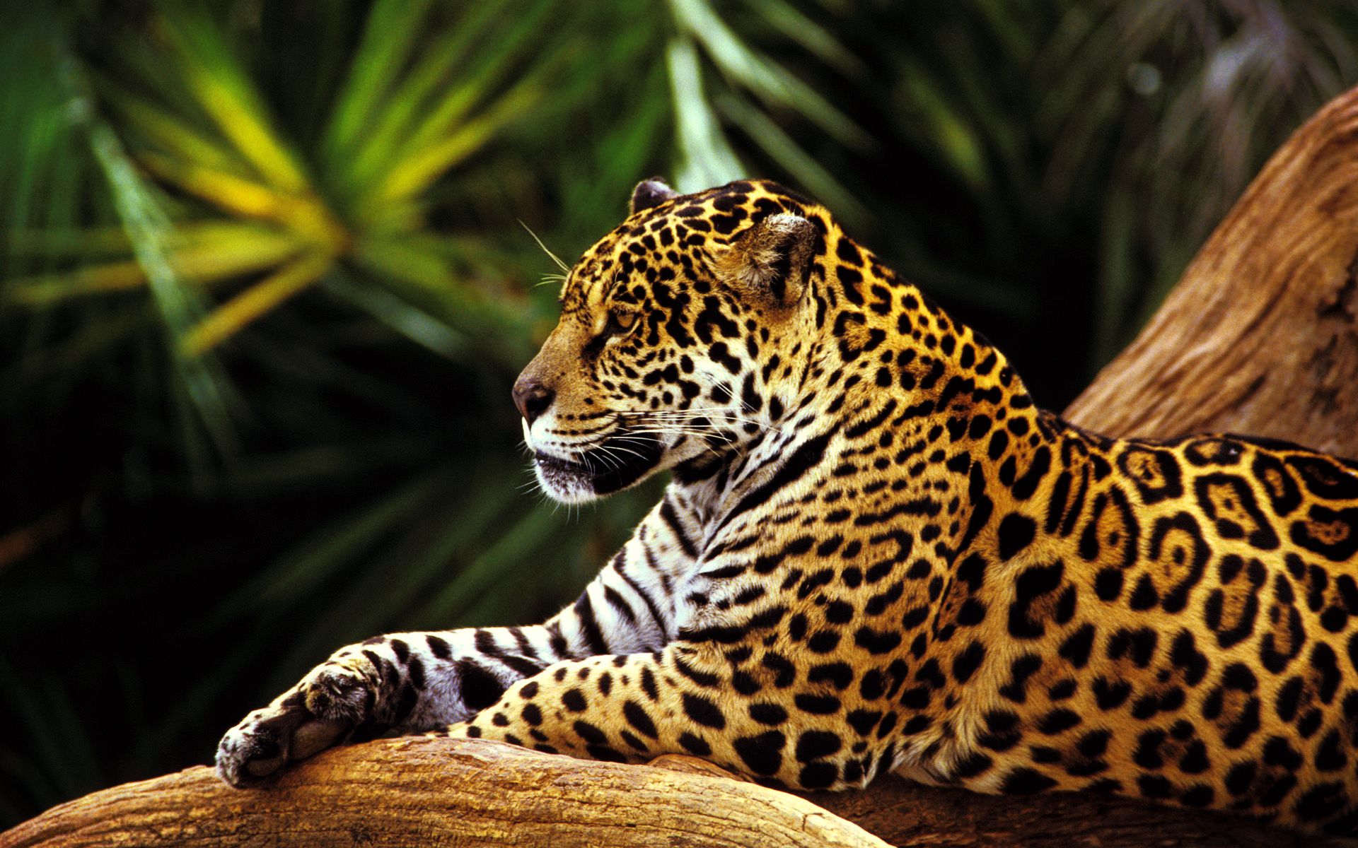 Tropical Rainforest Animals HD