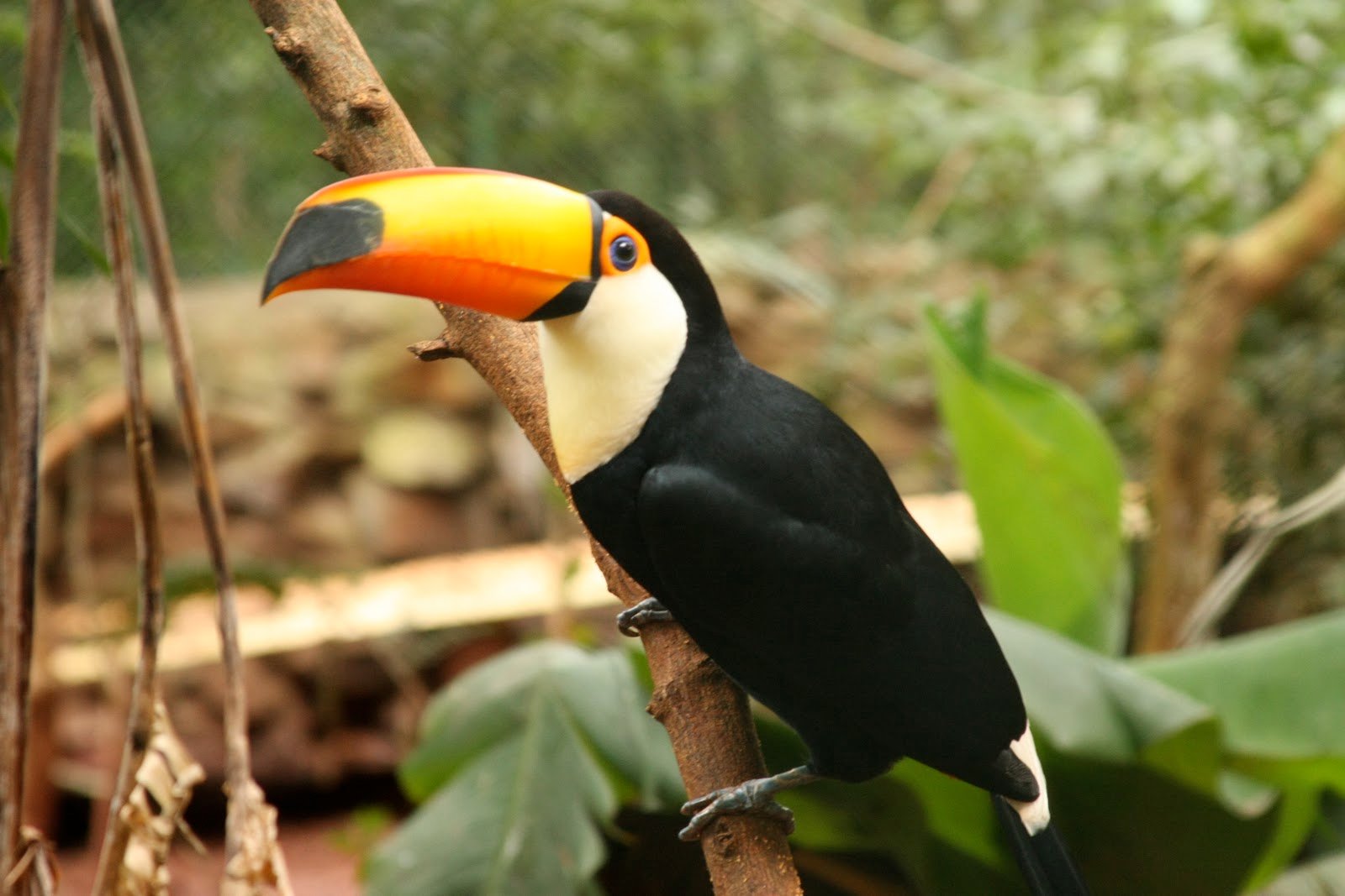 Animals That Live In The Amazon Rainforest