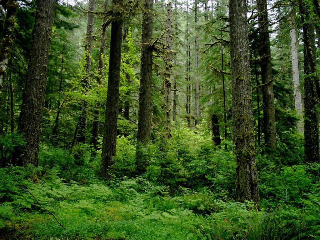 Pacific Northwest Rainforest Wallpaper Free Pacific Northwest Rainforest Background