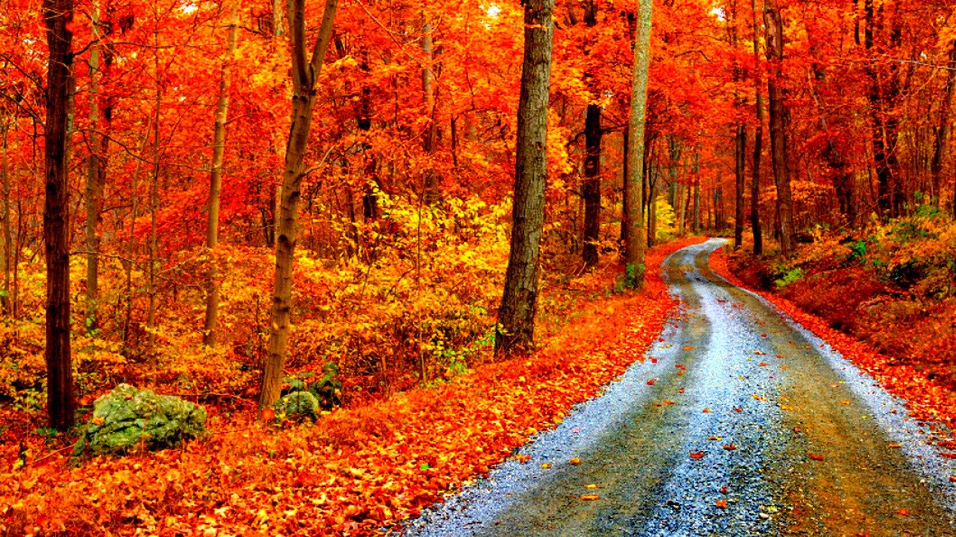 Best Fall Background Id Deciduous Forest