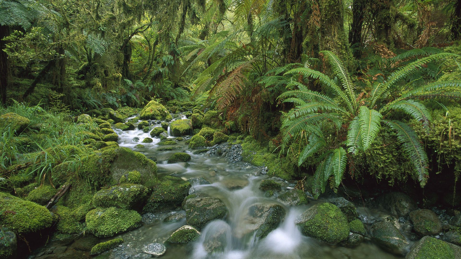 Pacific Northwest Rainforest Wallpaper Free Pacific Northwest Rainforest Background