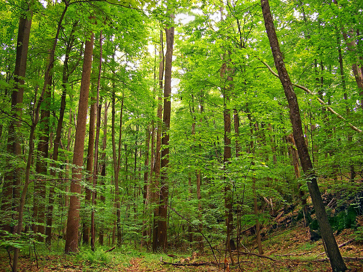 temperate evergreen forest