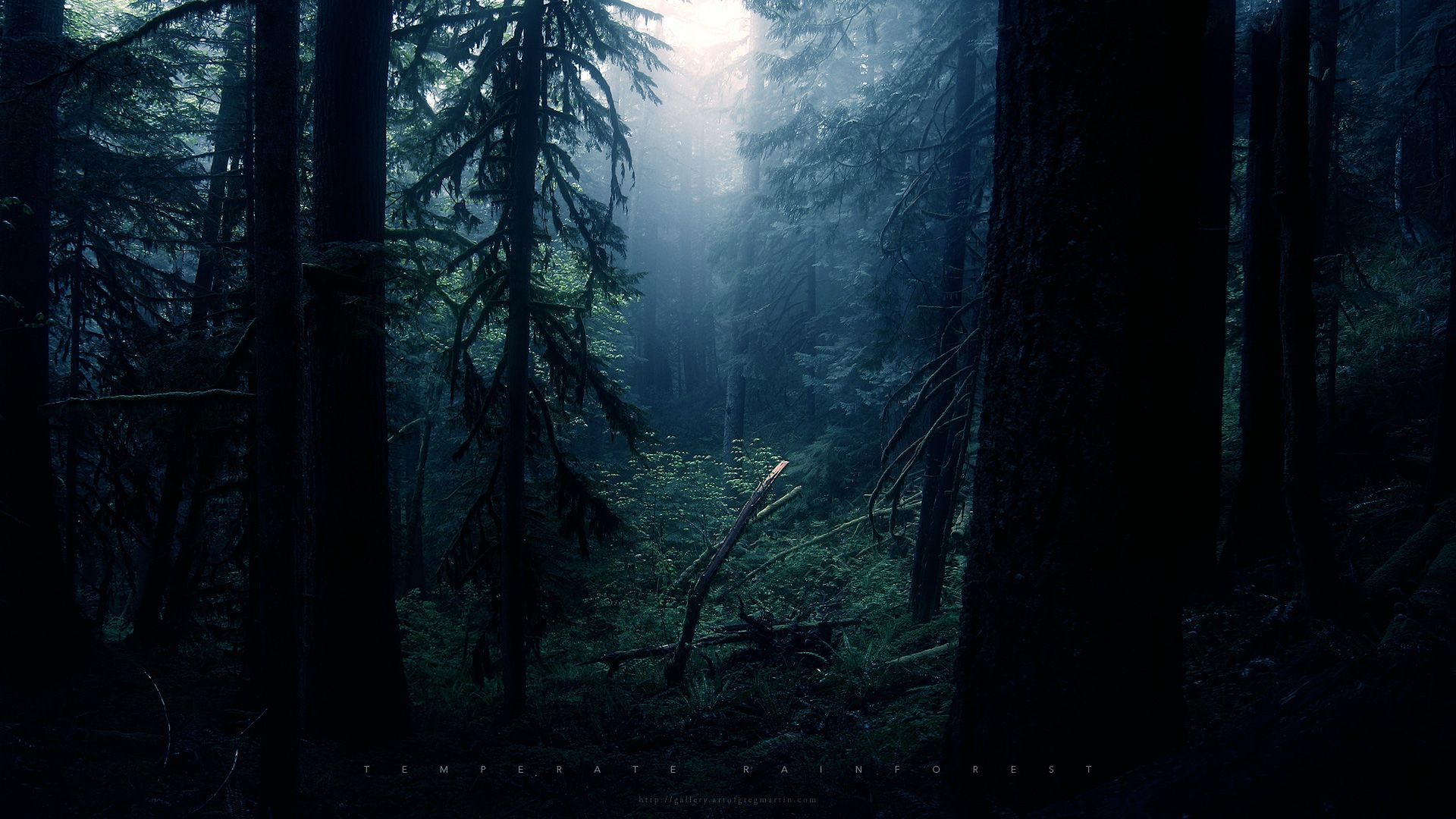 Temperate Rainforest by Greg Martin. Forest wallpaper, Dark forest, Forest background