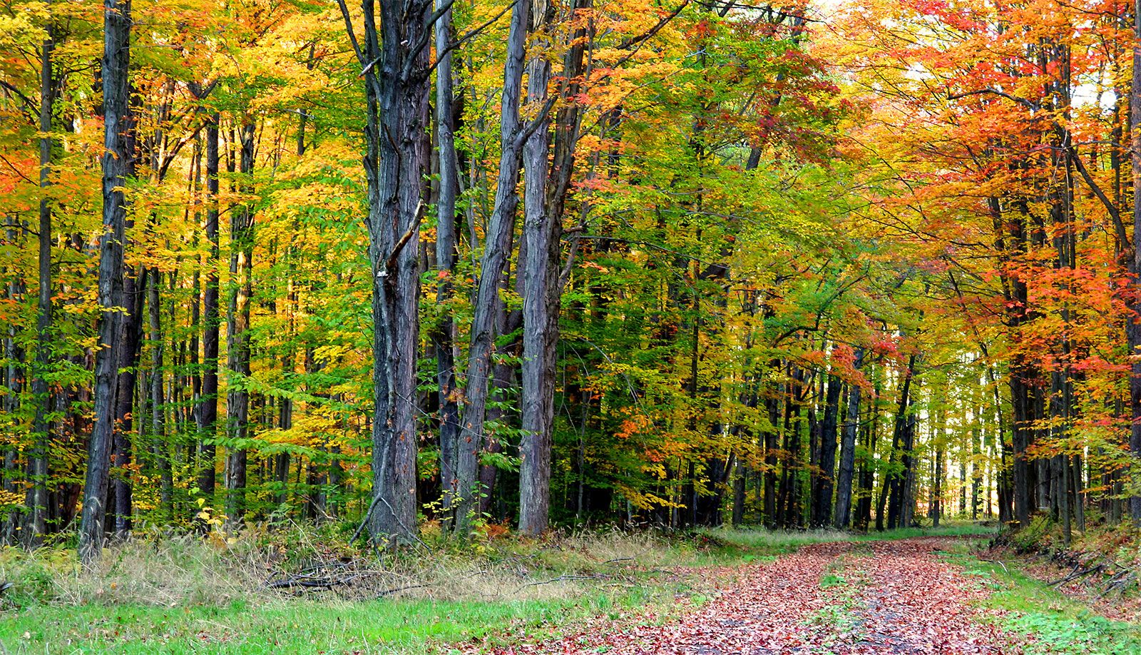 deciduous forest. Definition, Climate, & Characteristics