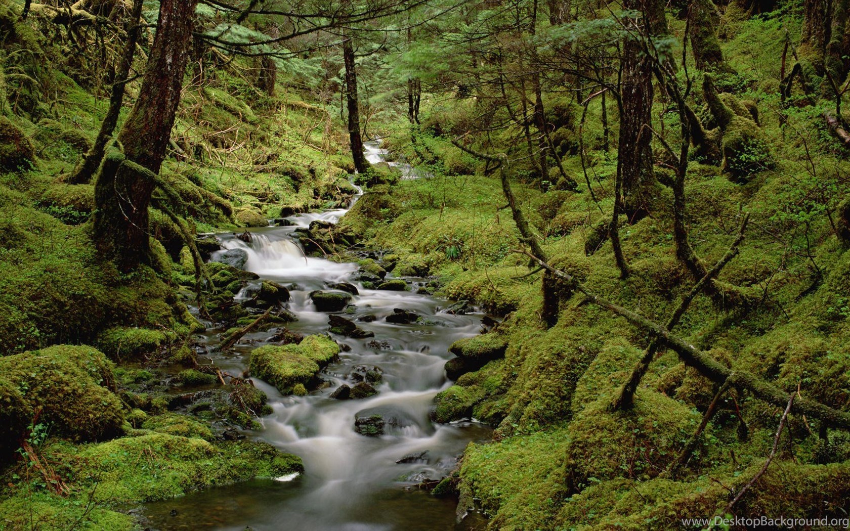 Temperate Rainforest Cordova Alaska Wallpaper And. Desktop Background