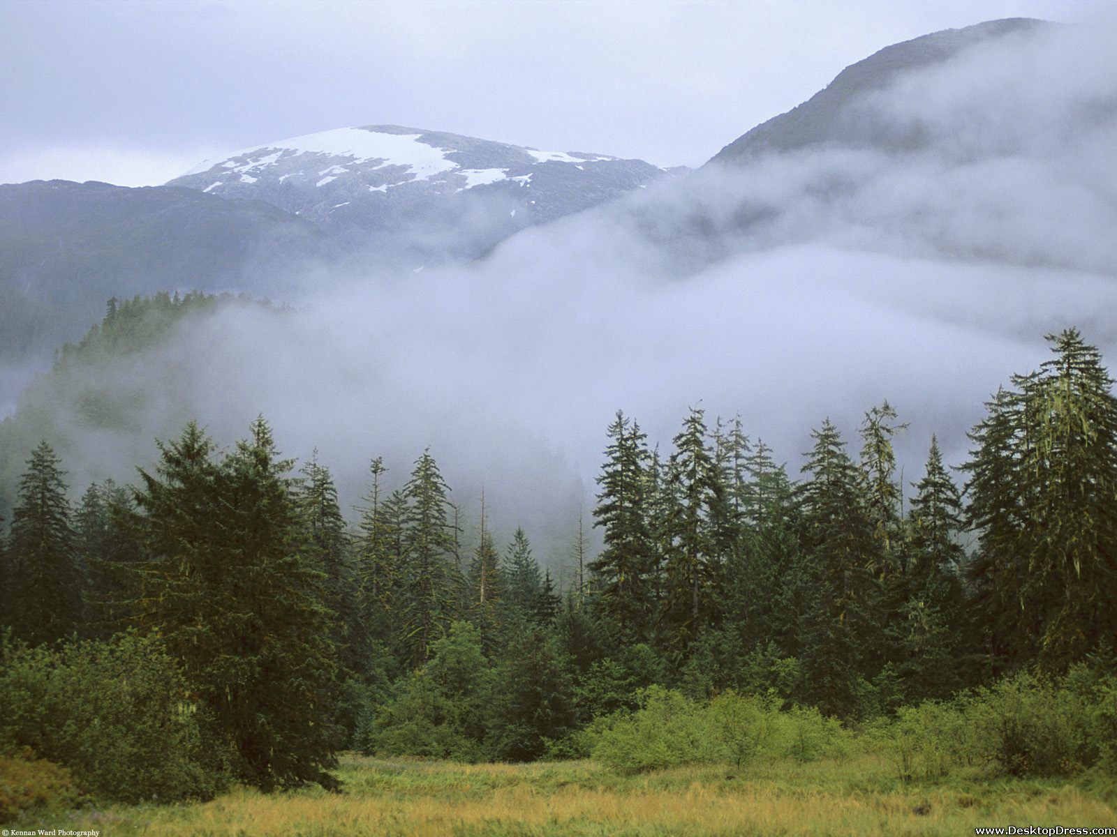 Temperate Rain Forest, British Columbia, Canada Wallpaper For Windows 10
