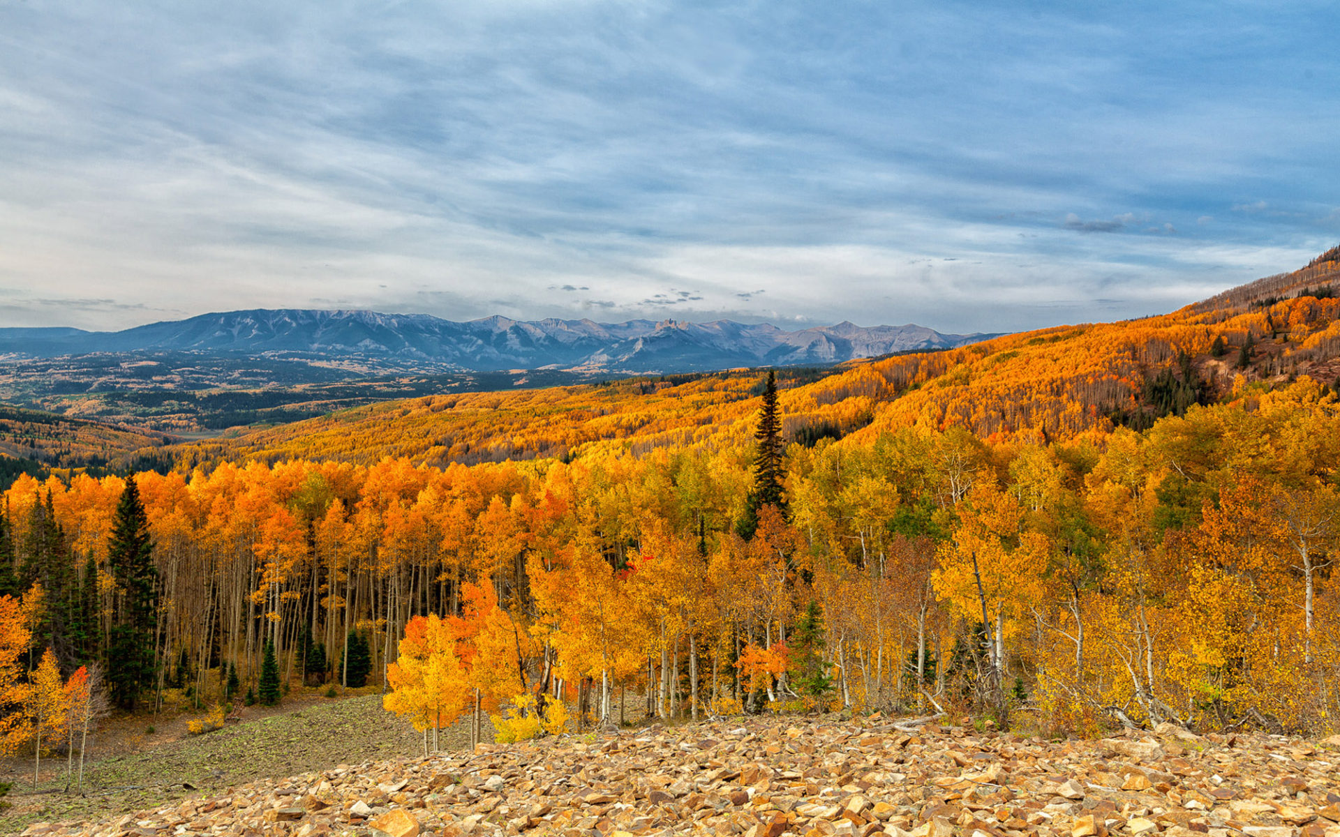 Ohio Pass Aspen Deciduous Forest Stems Autumns In The Autumn Landscape Wallpaper HD, Wallpaper13.com