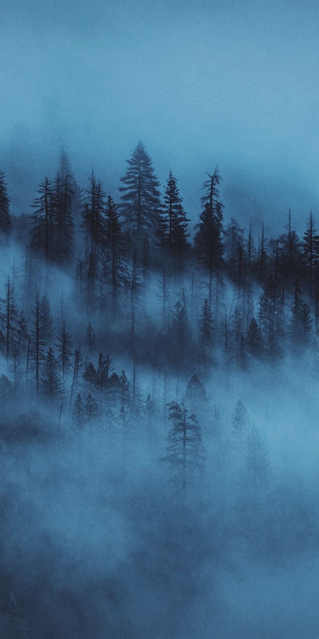 Dark, mist, trees, forest, 1080x2160 wallpaper #darkiphonewallpaper Dark, mist, trees, forest, 1. Forest wallpaper, Dark phone wallpaper, Unique iphone wallpaper