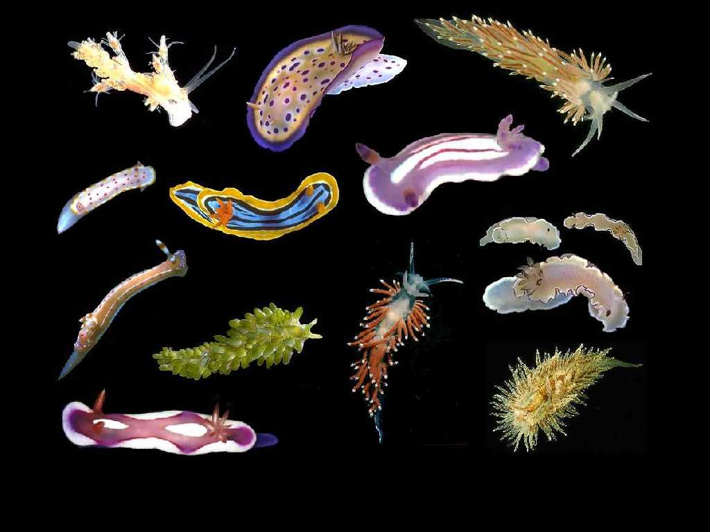 nudibranch wallpaper