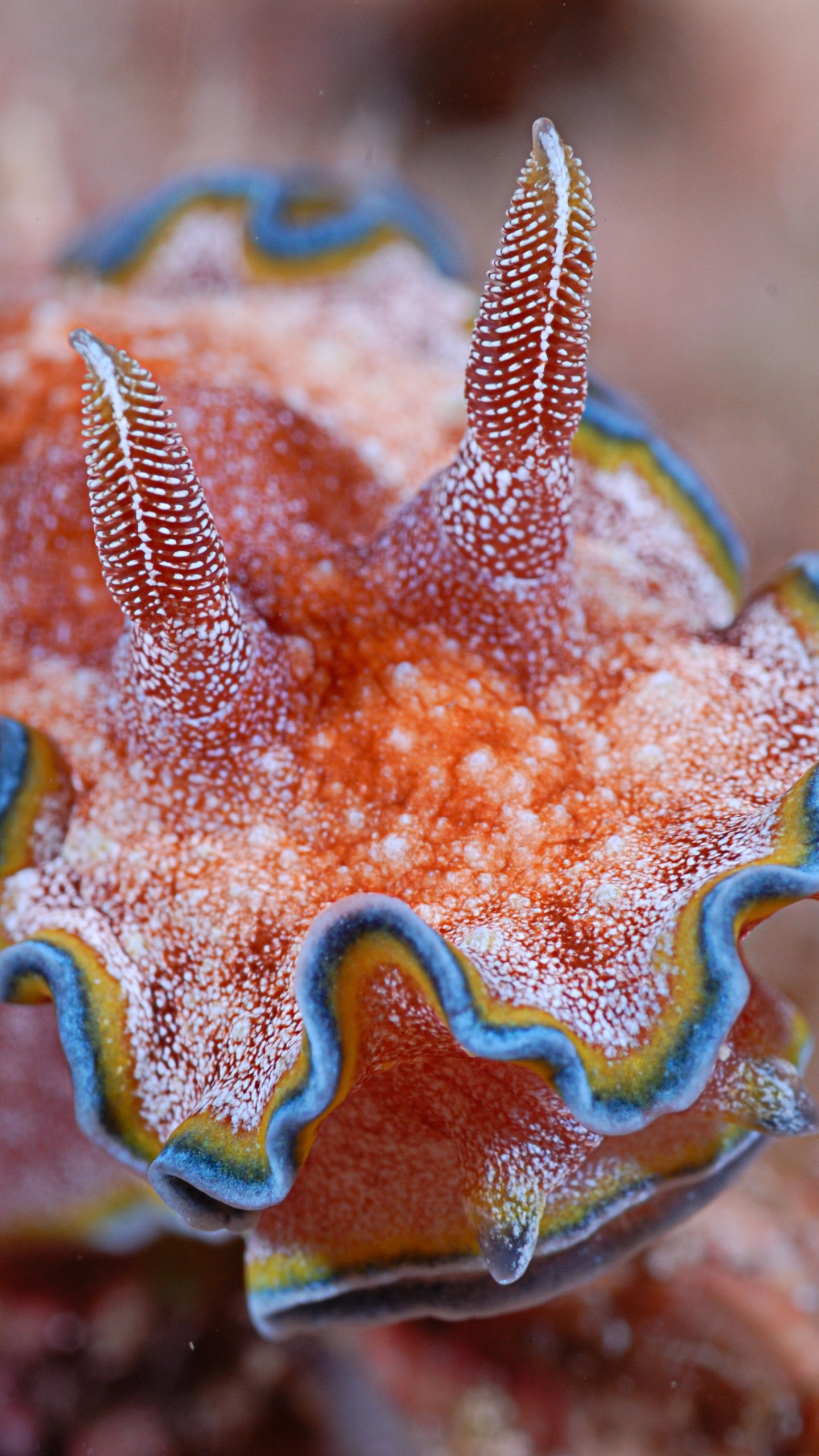 Wallpaper Nudibranch, Deep sea corals, Alona beach, Panglao, Philippines, Coral, marine life, diving, sea, tourism, World's best diving sites, Animals