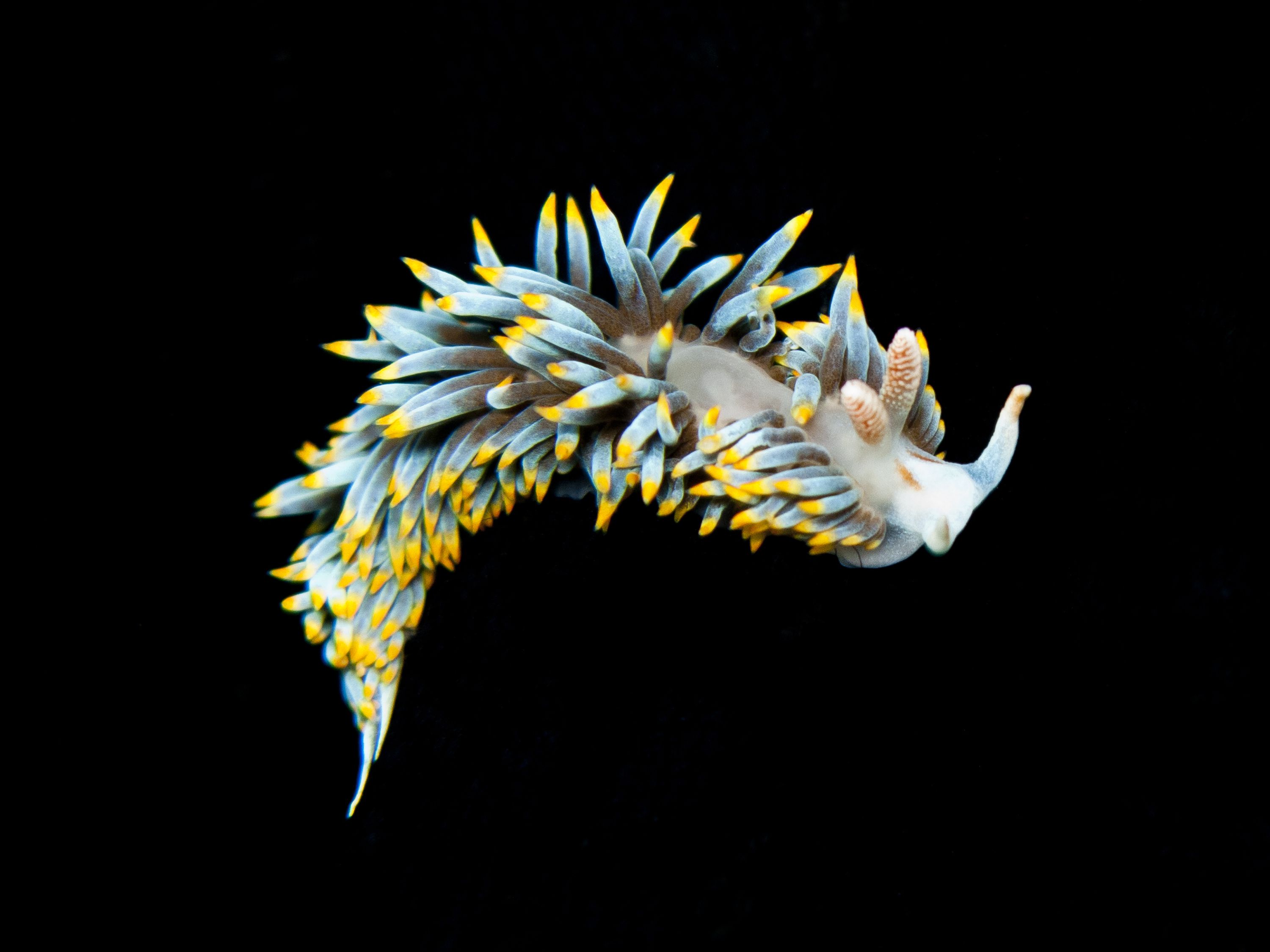 Nudibranch Wallpapers - Wallpaper Cave