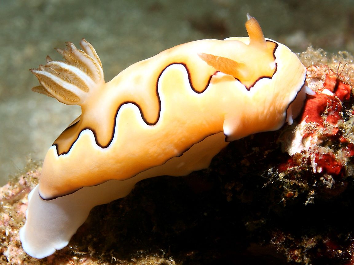 Sea Slug (Nudibranch) Wallpaper. Sea slug, Slugs, Deep sea creatures