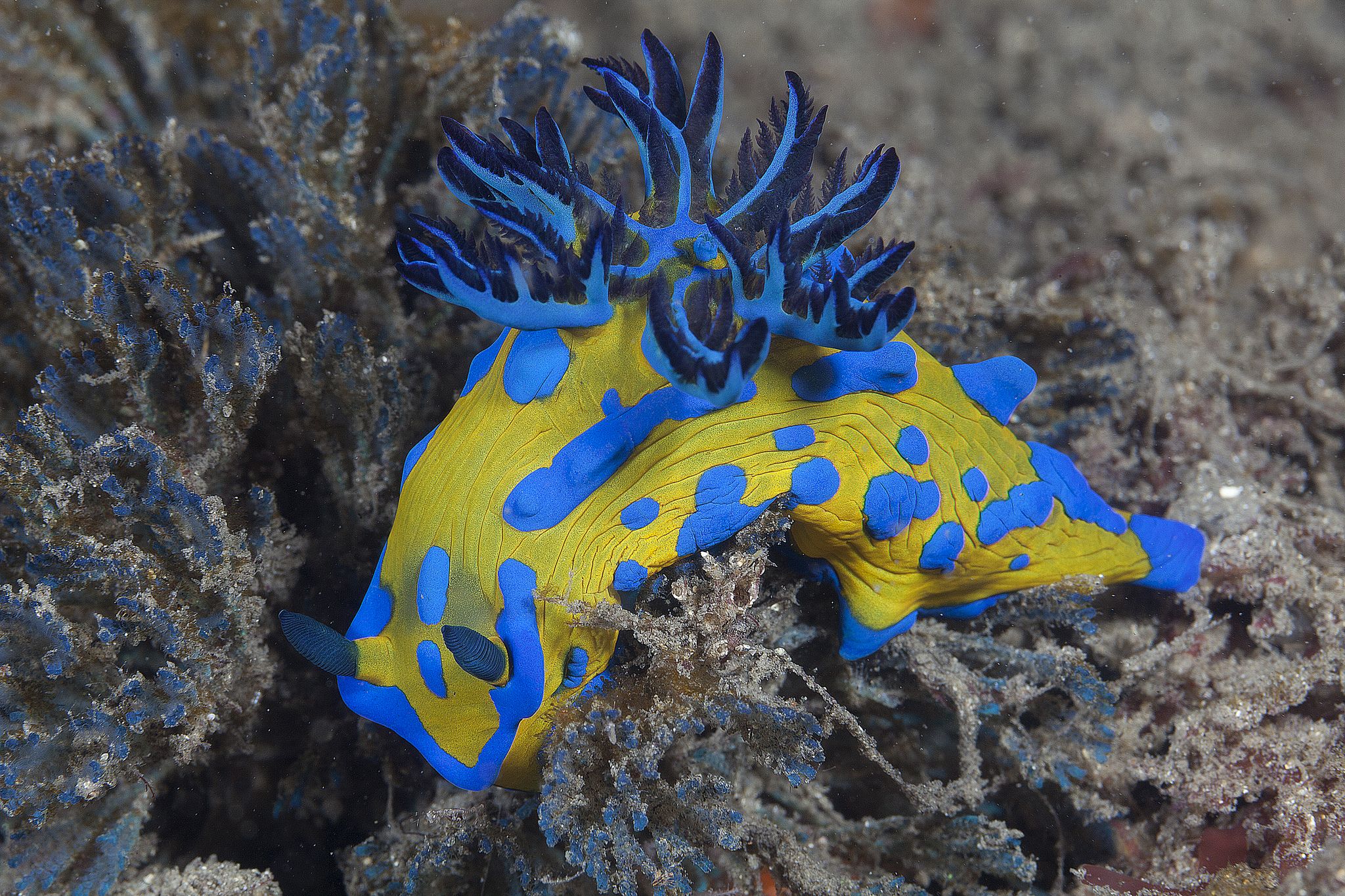 Nudibranch Wallpapers - Wallpaper Cave