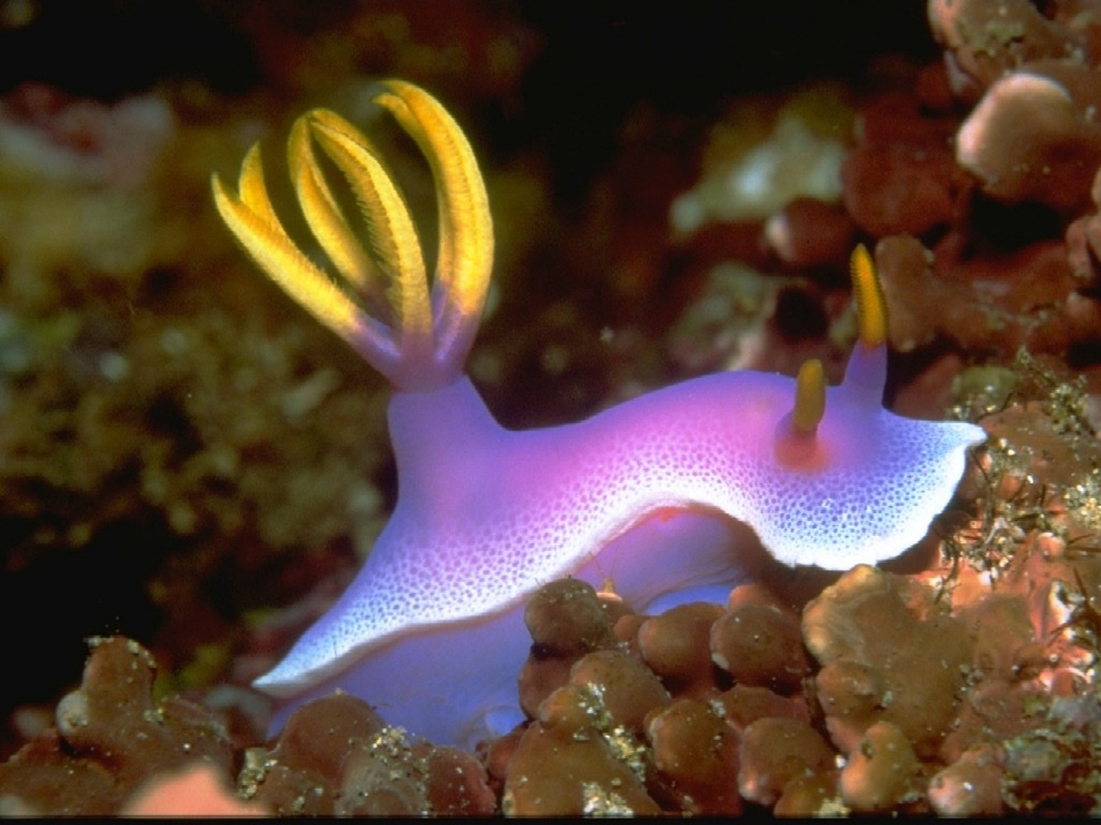 nudibranch seaslug Wallpaper and Background Imagex1200