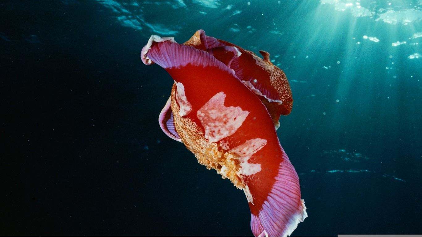 Spanish Dancer Nudibranch Geographic wallpaper selected Previewwallpaper.com
