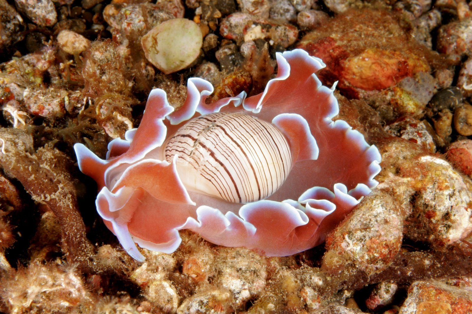 Nudibranch Wallpapers - Wallpaper Cave