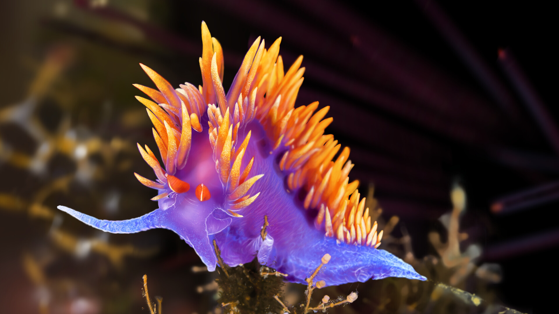 Nudibranch Wallpapers - Wallpaper Cave