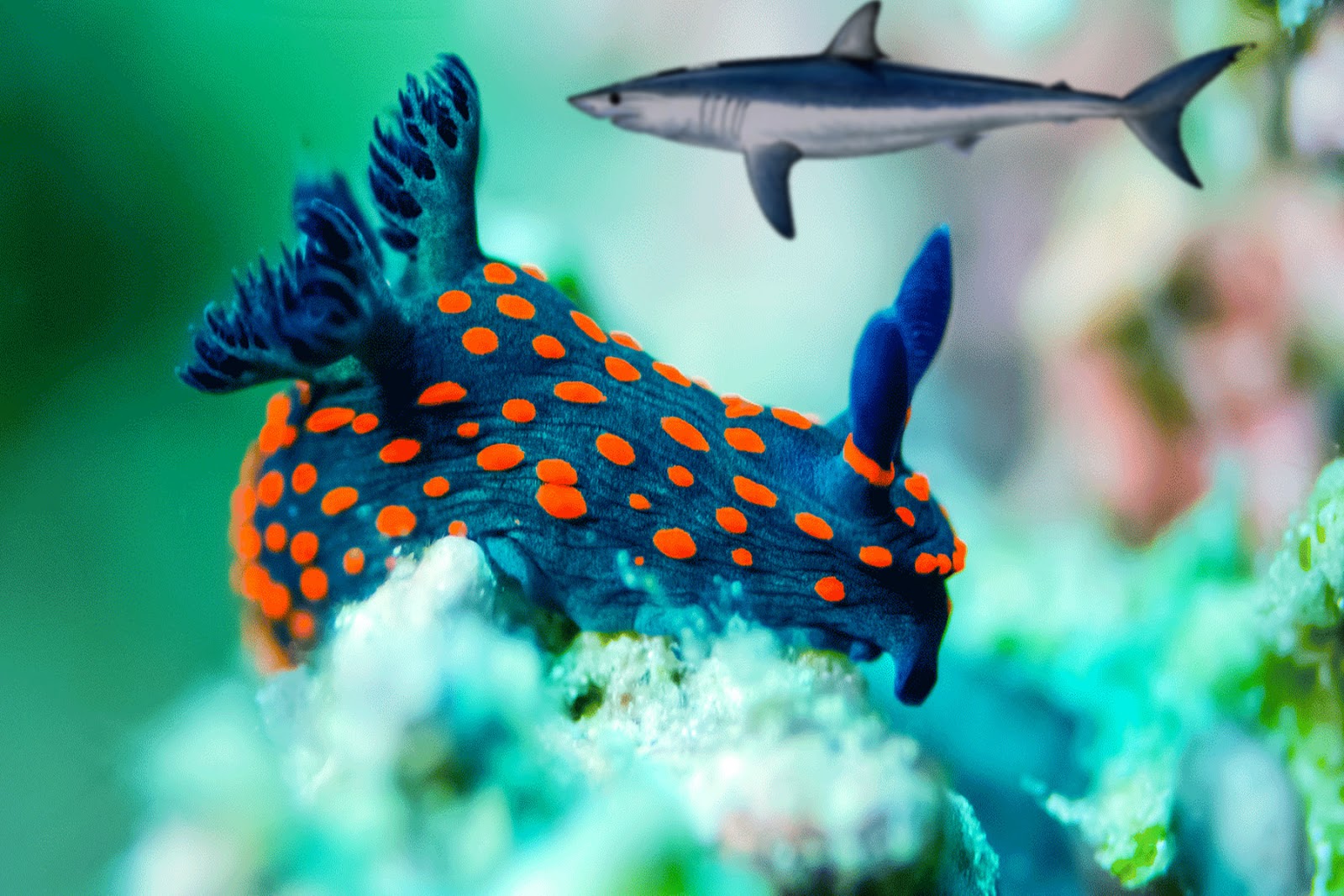 All Five Oceans: Shark wallpaper