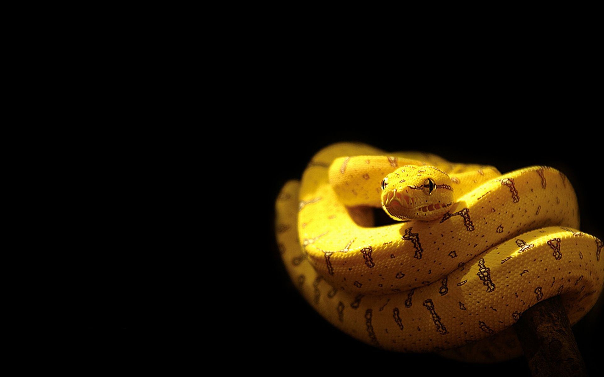 Ultra HD yellow snake. Snake wallpaper, Yellow snake, Snake image