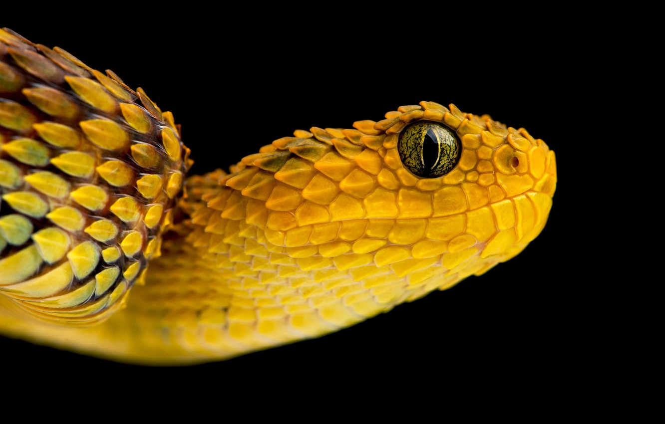 Wallpaper portrait, snake, yellow image for desktop, section животные