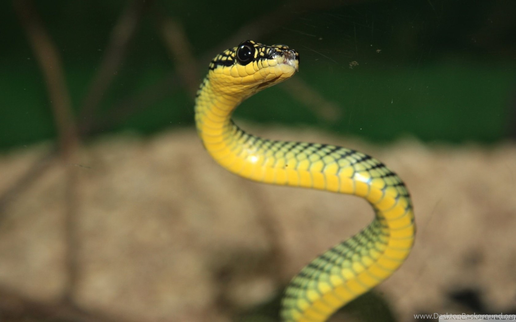Yellow snake wallpapers wallpaper cave