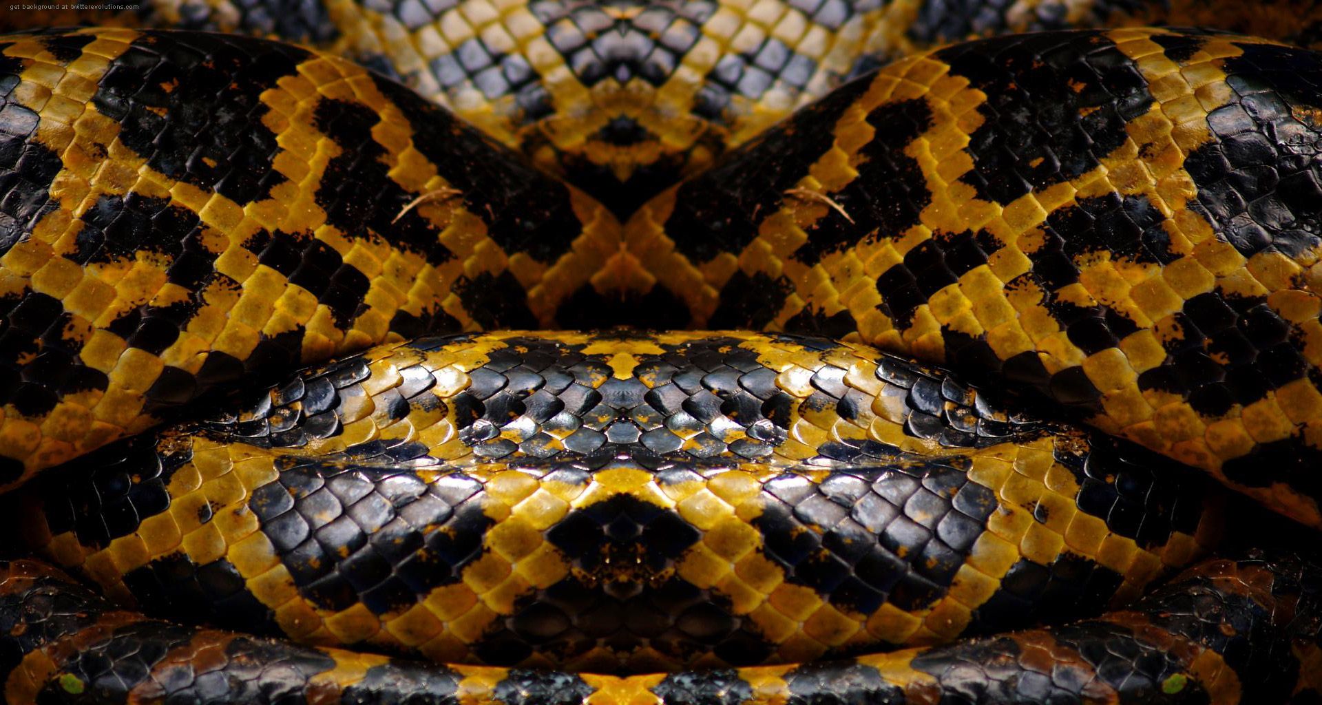 Snake Skin. Snake skin, Snake wallpaper, Snake patterns