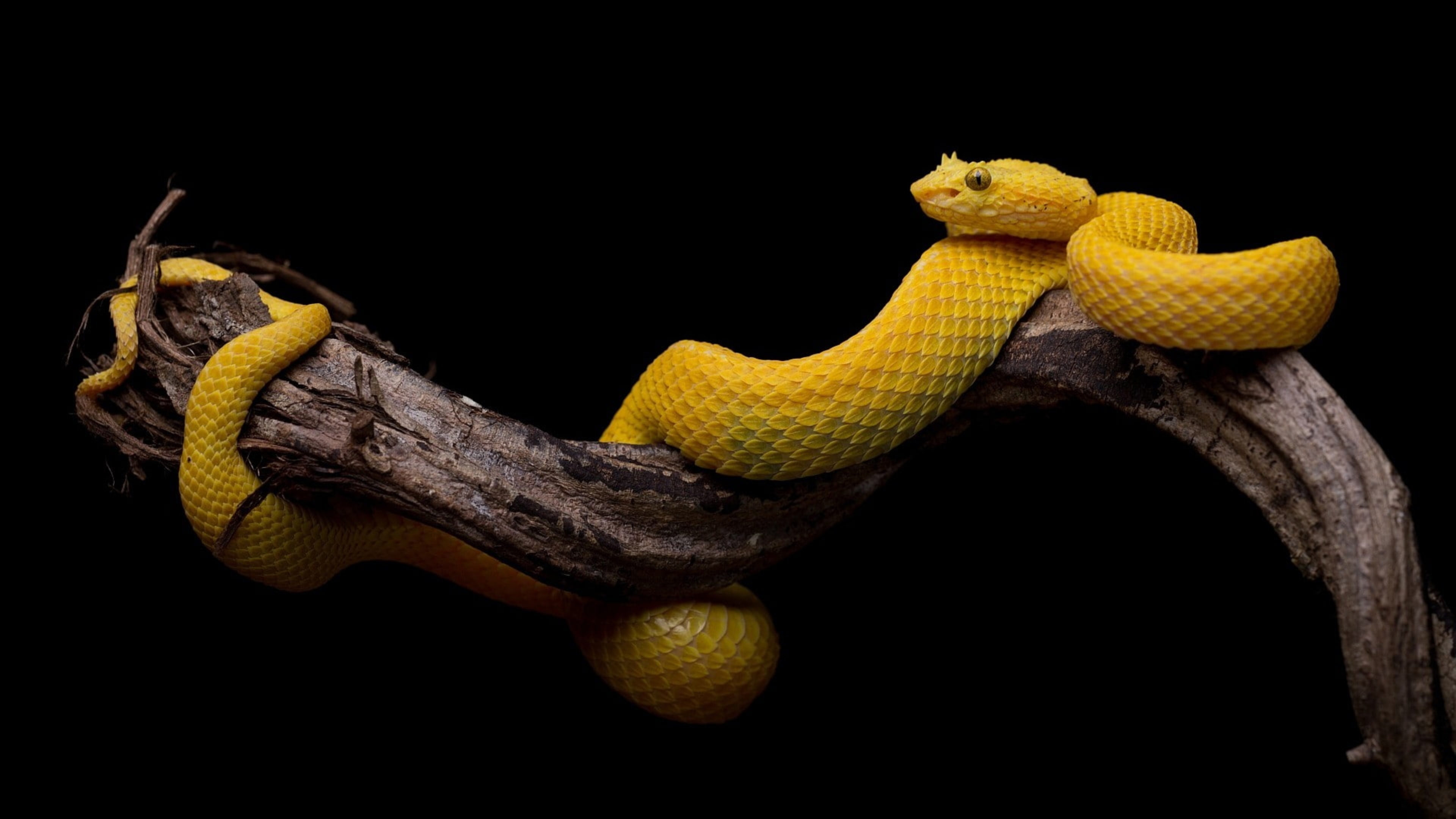 Download 3840x2160 Yellow Snake, Branch Wallpaper for UHD TV