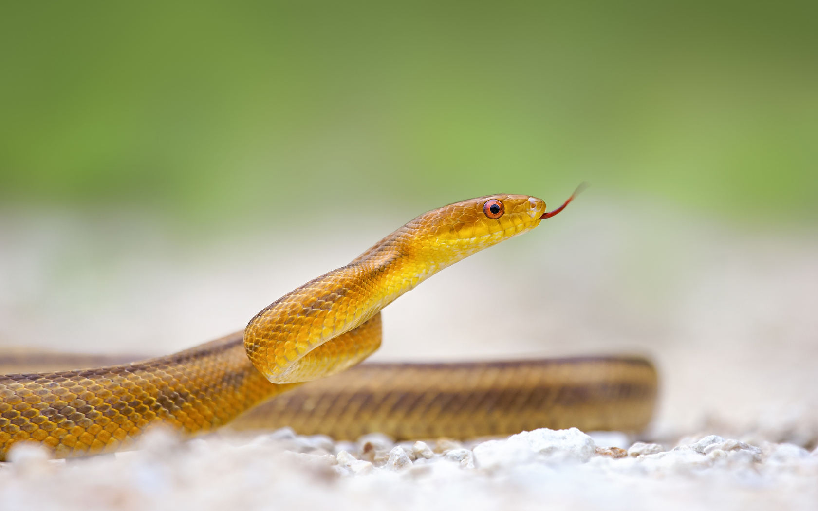 Yellow Snake HD HD Wallpaper