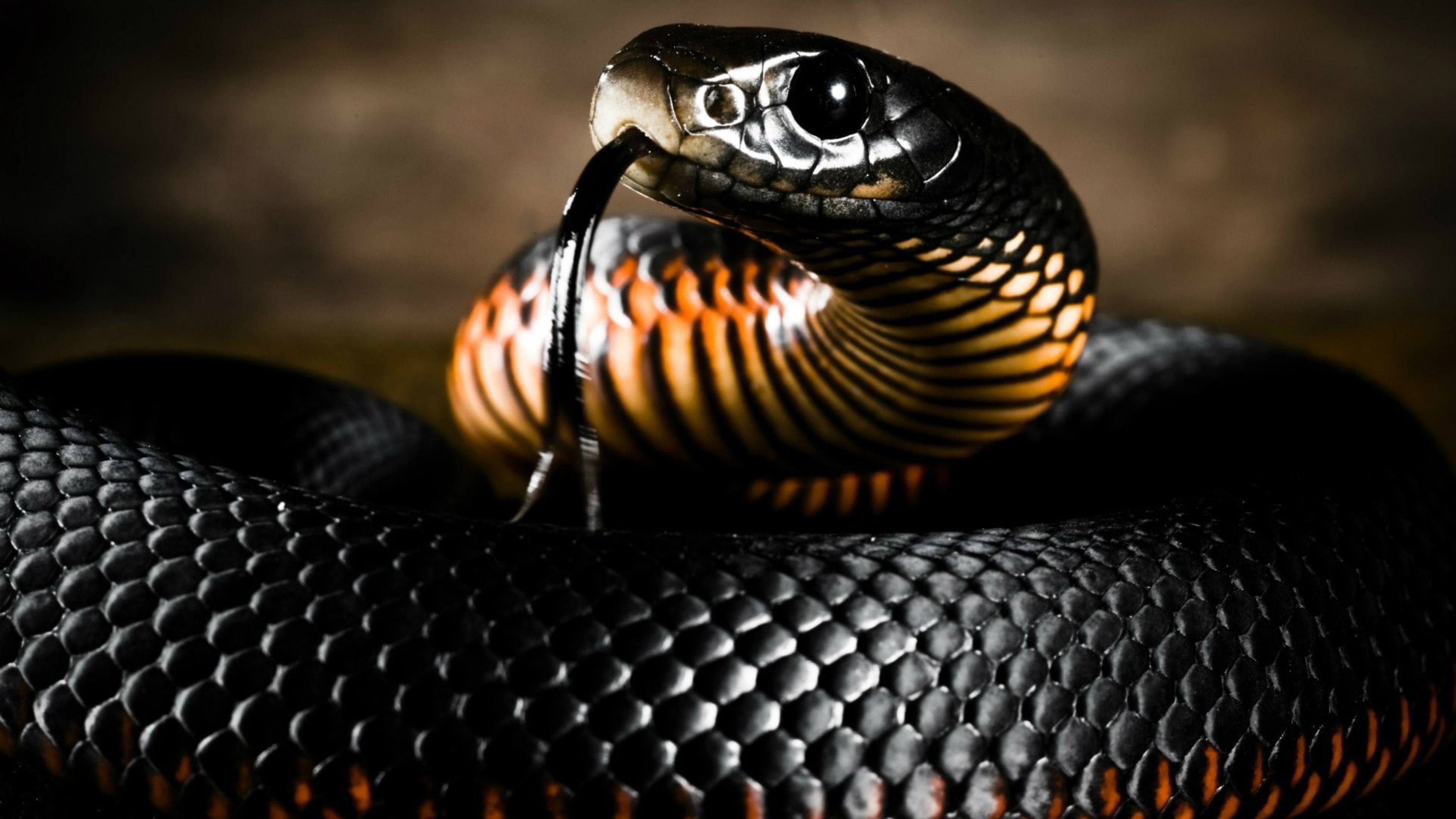 Black And Yellow Snake With Long Tongue 4K HD Animals Wallpaper