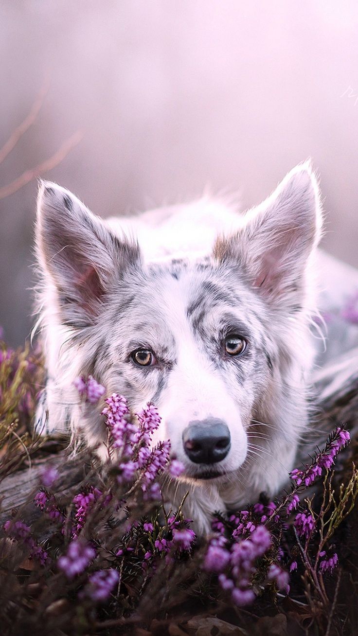 Dog Wallpaper are added. Beautiful and cute dogs for your mobile phone. Follow us on Facebook for more beautiful wall. Cute dogs, Pretty animals, Dog background