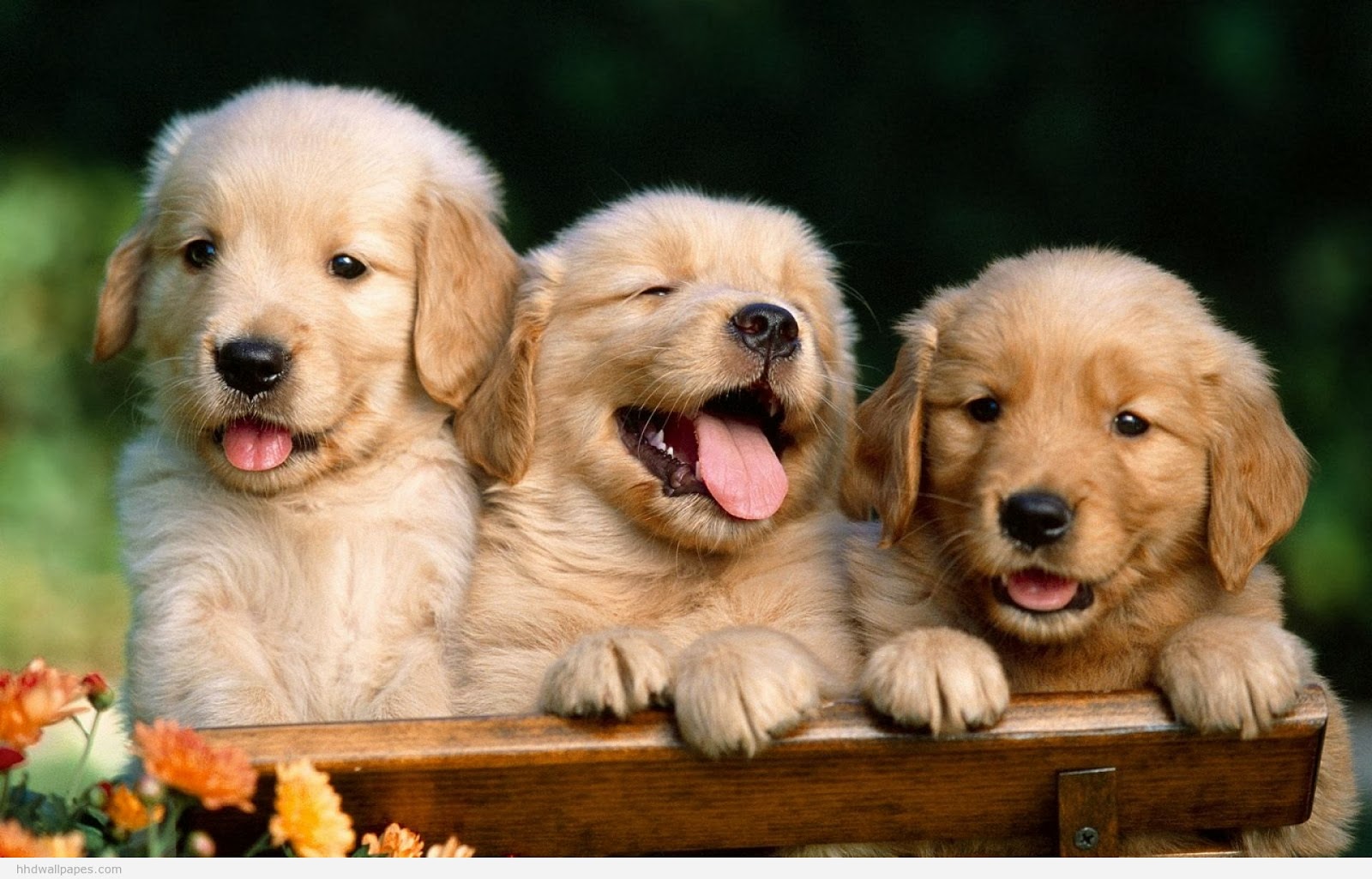 Free HD Desktop Wallpaper Download: Beautiful Cute Puppies Wallpaper