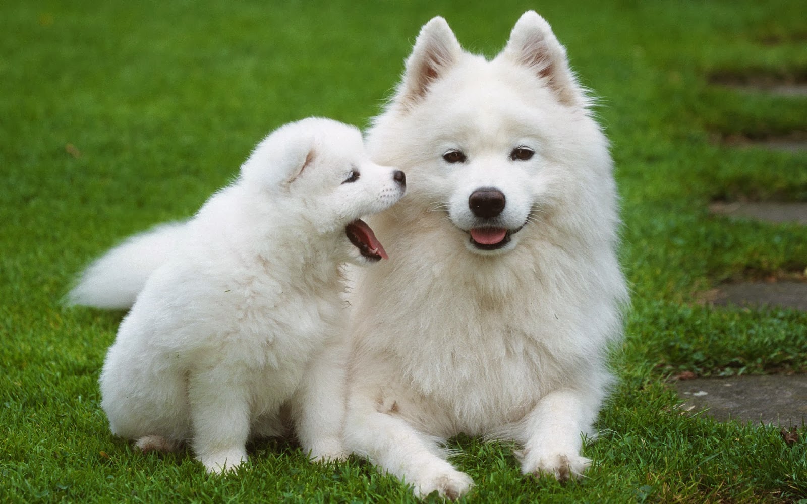 beautiful desktop wallpaper 2014: Beautiful puppies dogs