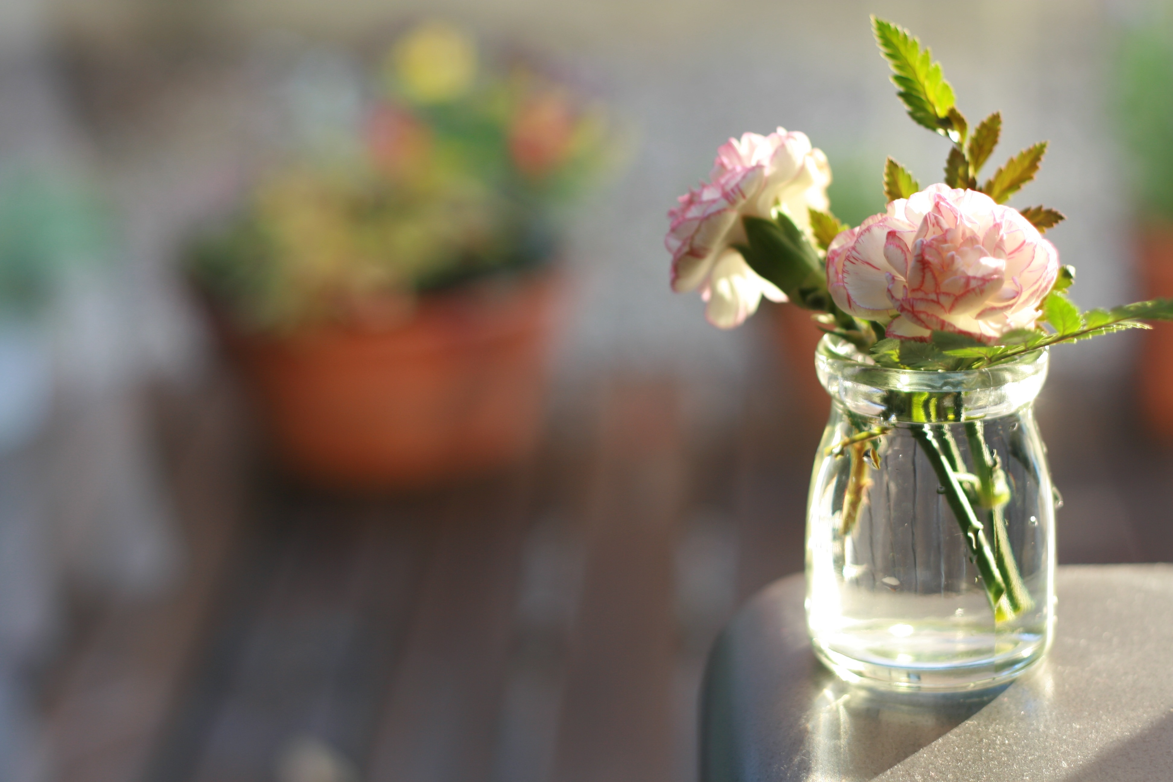 Vase, Carnation, Flowers, Flower, Vase Flowers In Vase Wallpaper & Background Download
