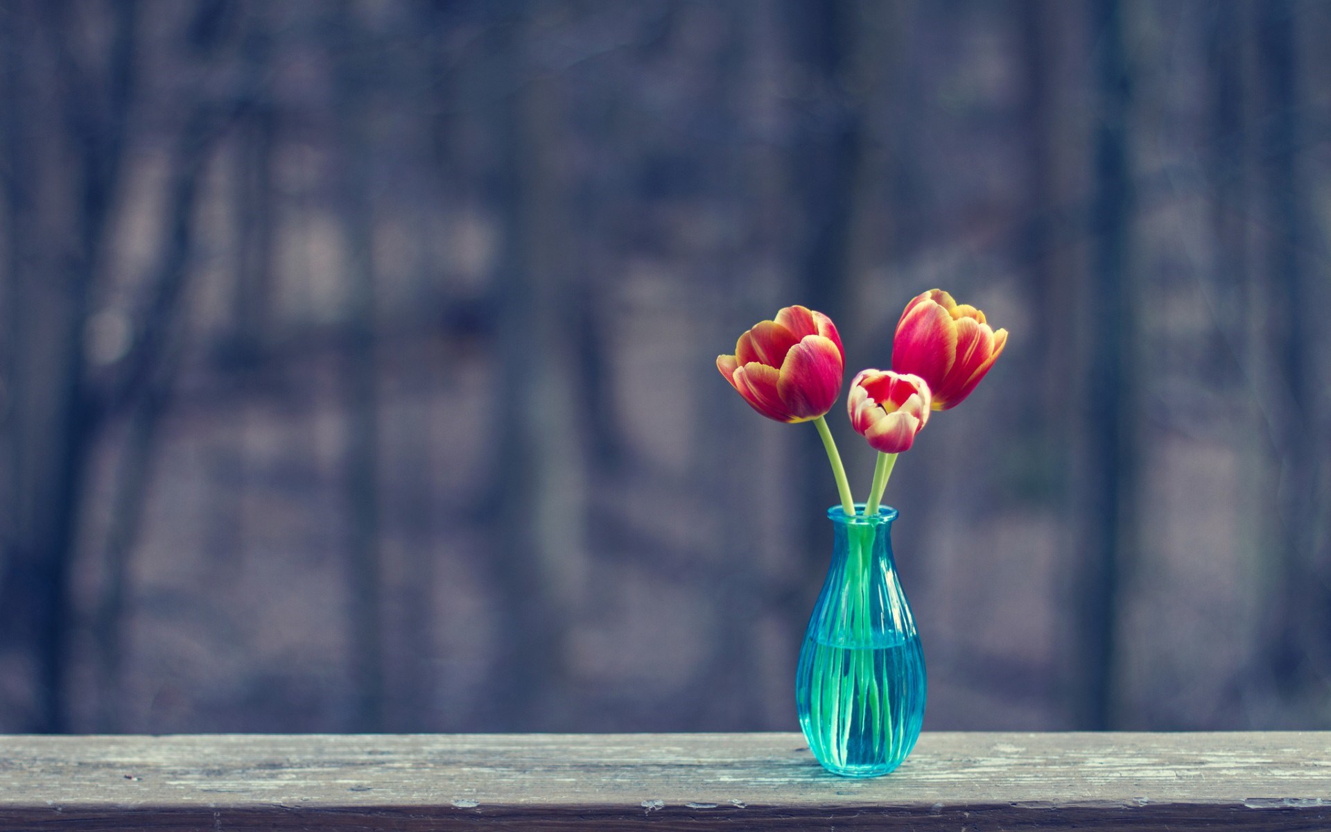 Vase HD Wallpaper 17060