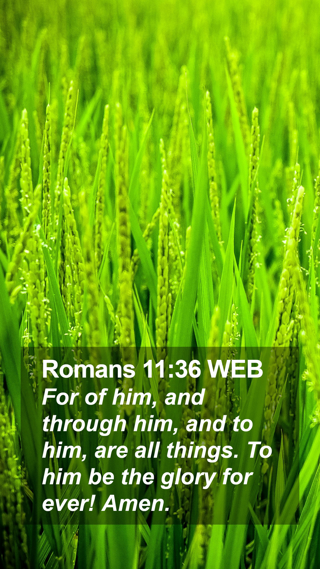 Romans 11:36 WEB Mobile Phone Wallpaper of him, and through him, and to him, are all