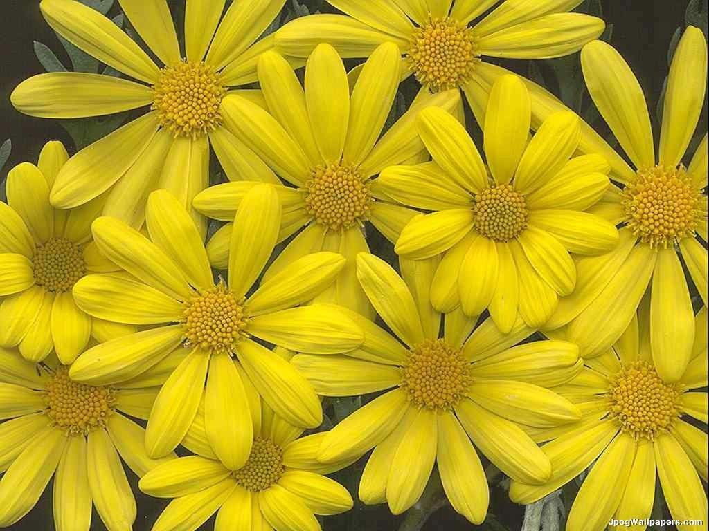 Free download Flowers Gardens Yellow Flowers Yellow Things Flowers 843844 Things [1024x768] for your Desktop, Mobile & Tablet. Explore Yellow Flowers Wallpaper. Yellow Floral Wallpaper, Yellow Flowers Wallpaper for