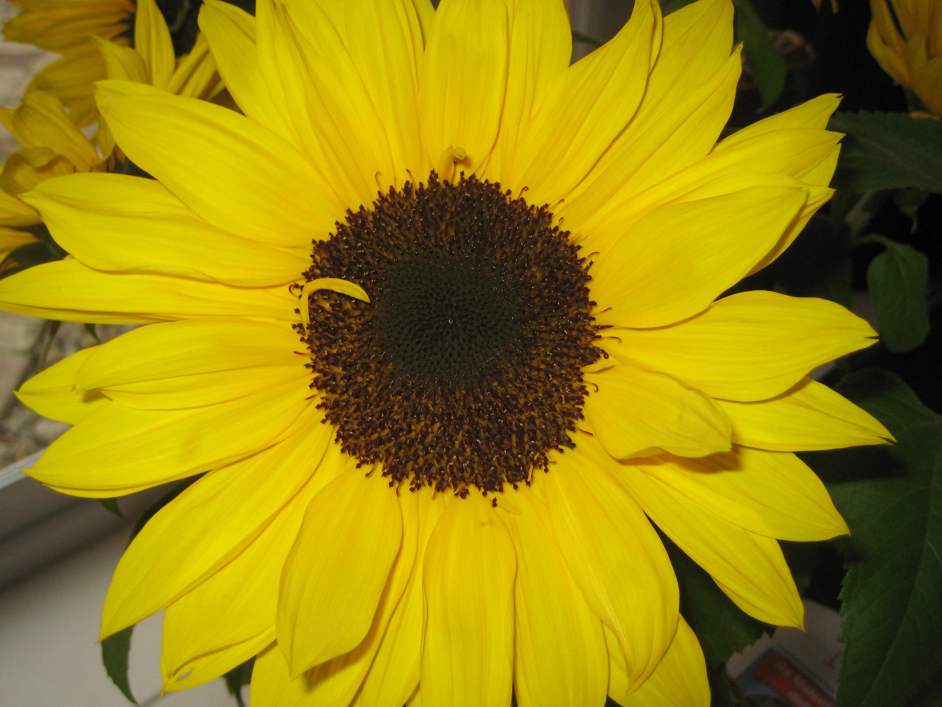 Just Like Martha: Fiskars COLOUR ME HAPPY challenge