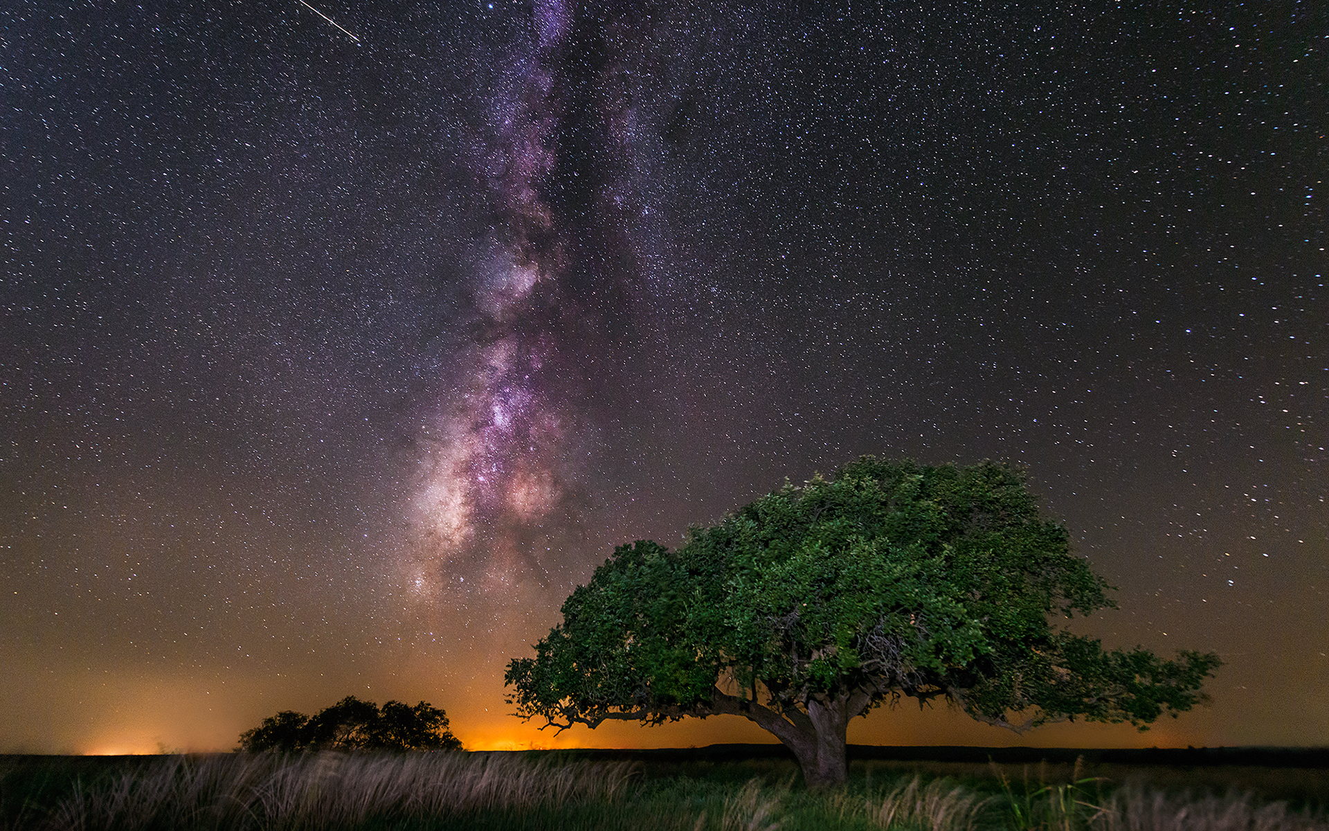 tree, Galaxy, Milky, Way, Night, Stars Wallpaper HD / Desktop and Mobile Background
