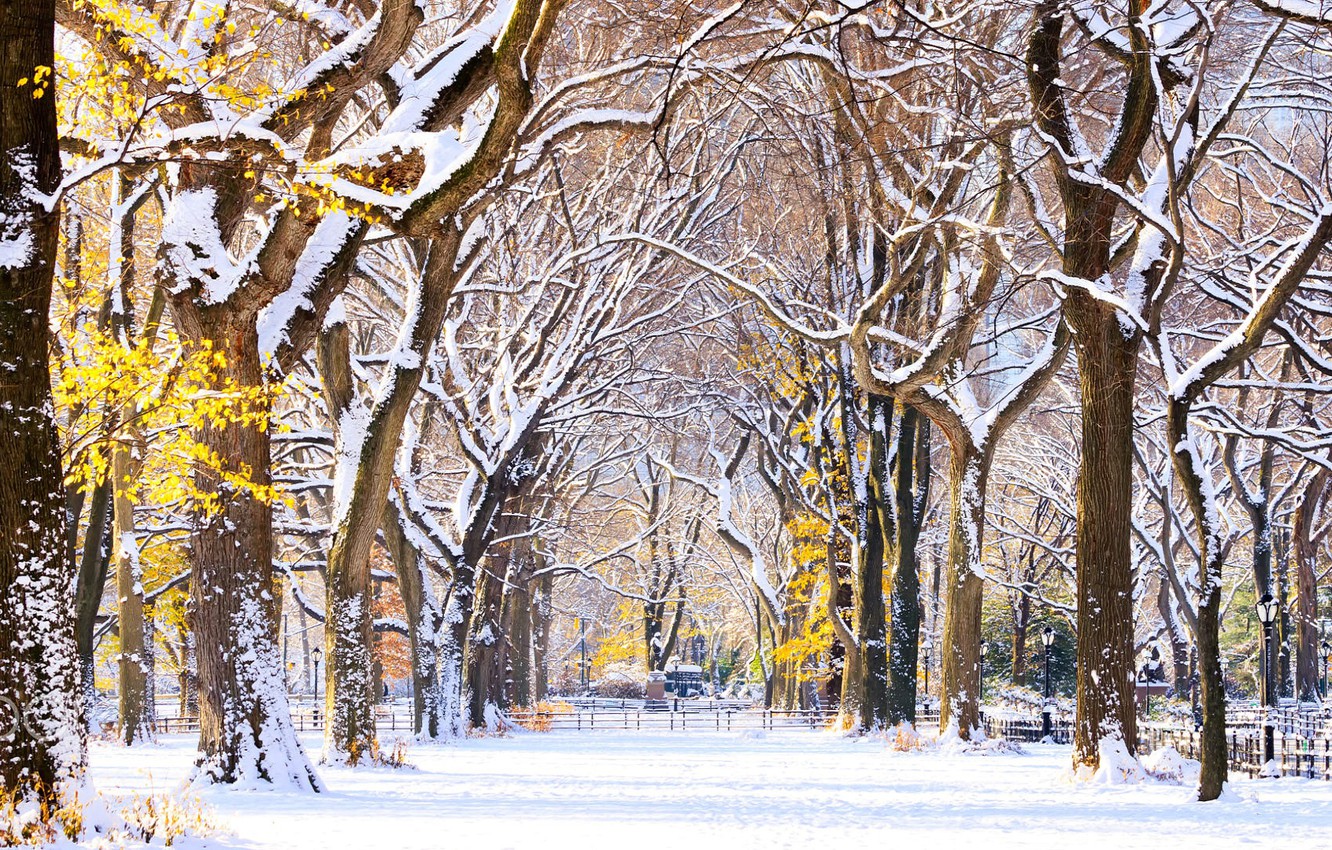 Wallpaper alley, New York, usa, Central Park, the first snow image for desktop, section природа