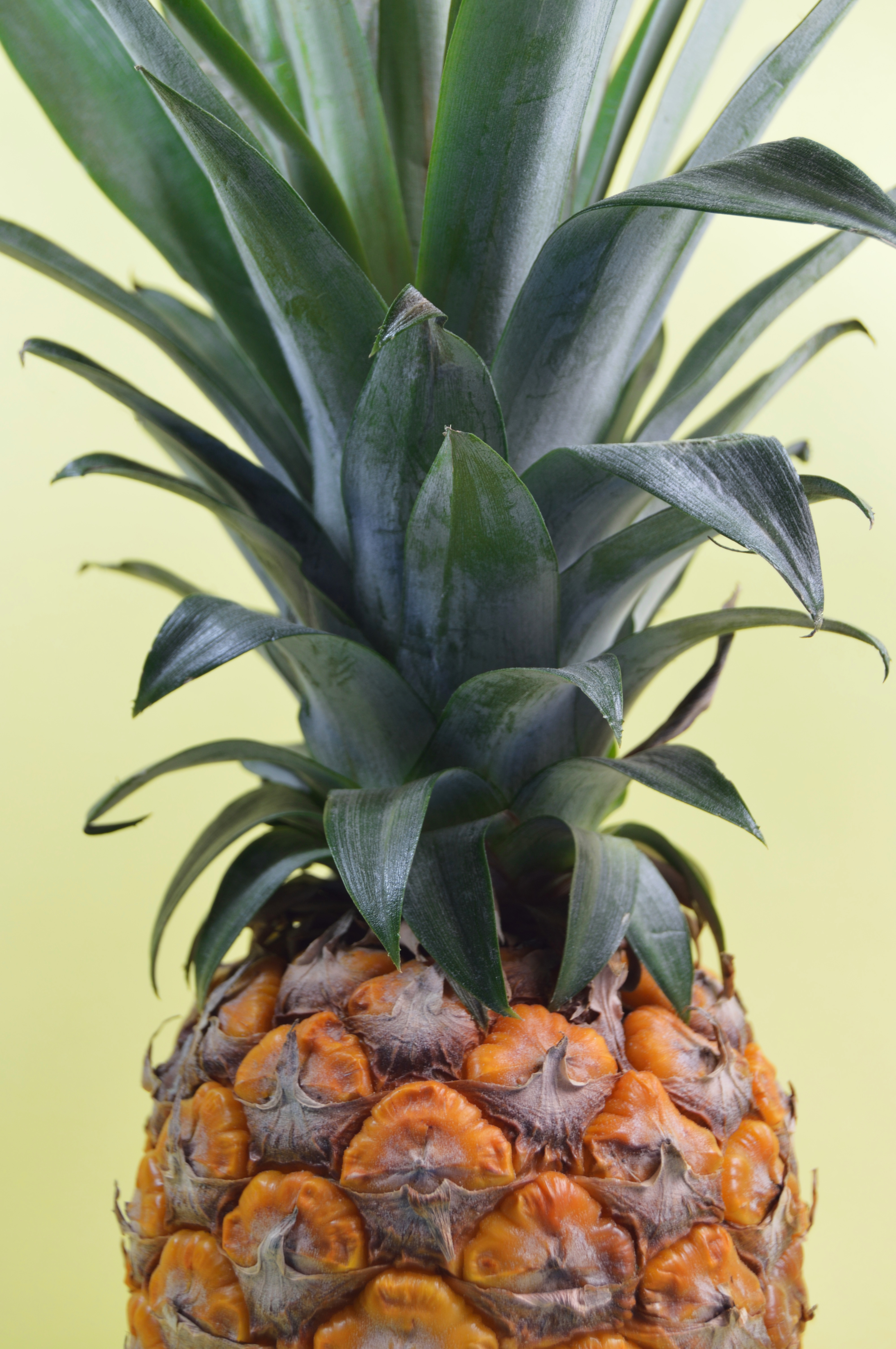Pineapple Fruit · Free