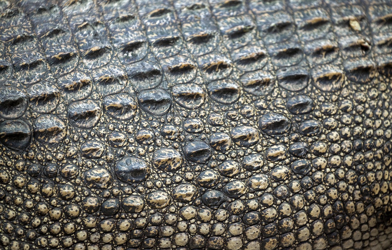 Wallpaper leather, crocodile, texture, leather, crocodile, skin image for desktop, section текстуры