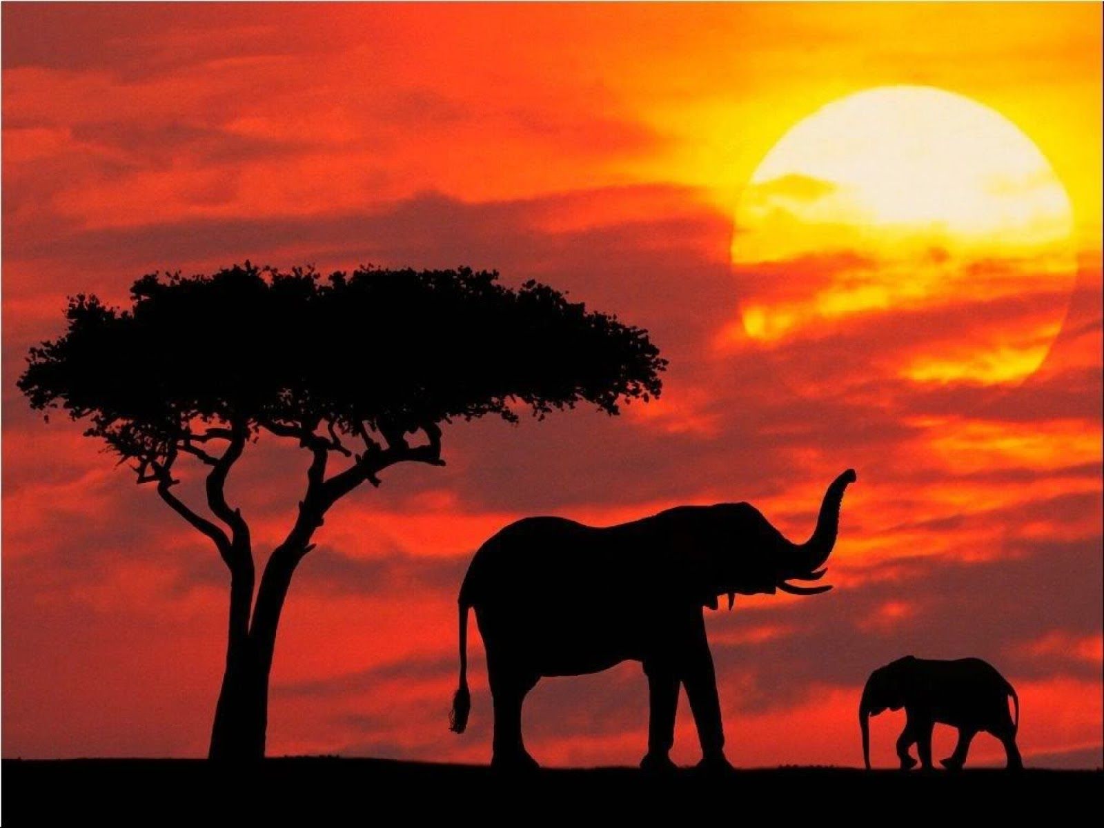 High Definition Wallpaper Club: African Sunset Wallpaper. African sunset, Kenya safari, African safari